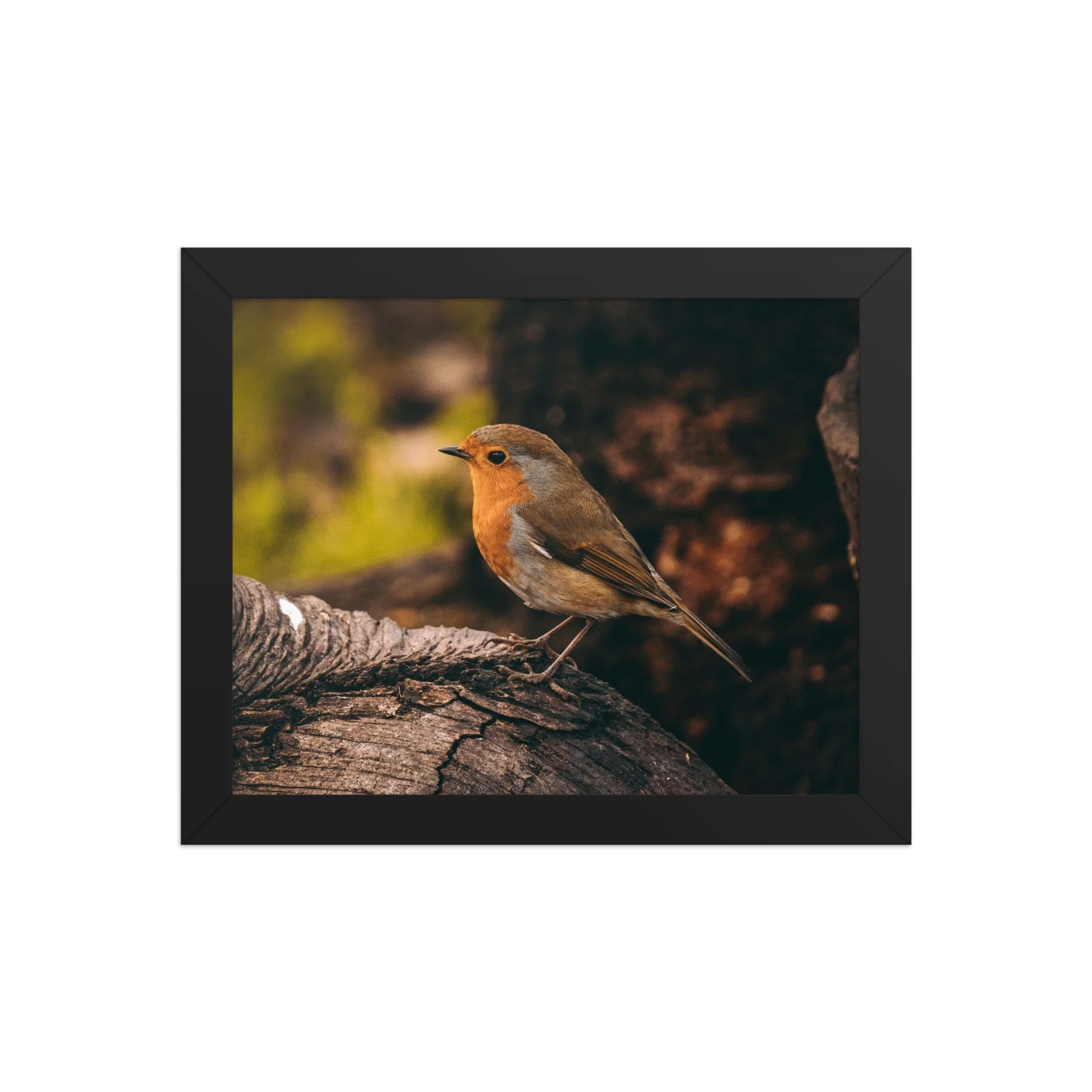 Curious Robin | 8″×10″ Framed Print