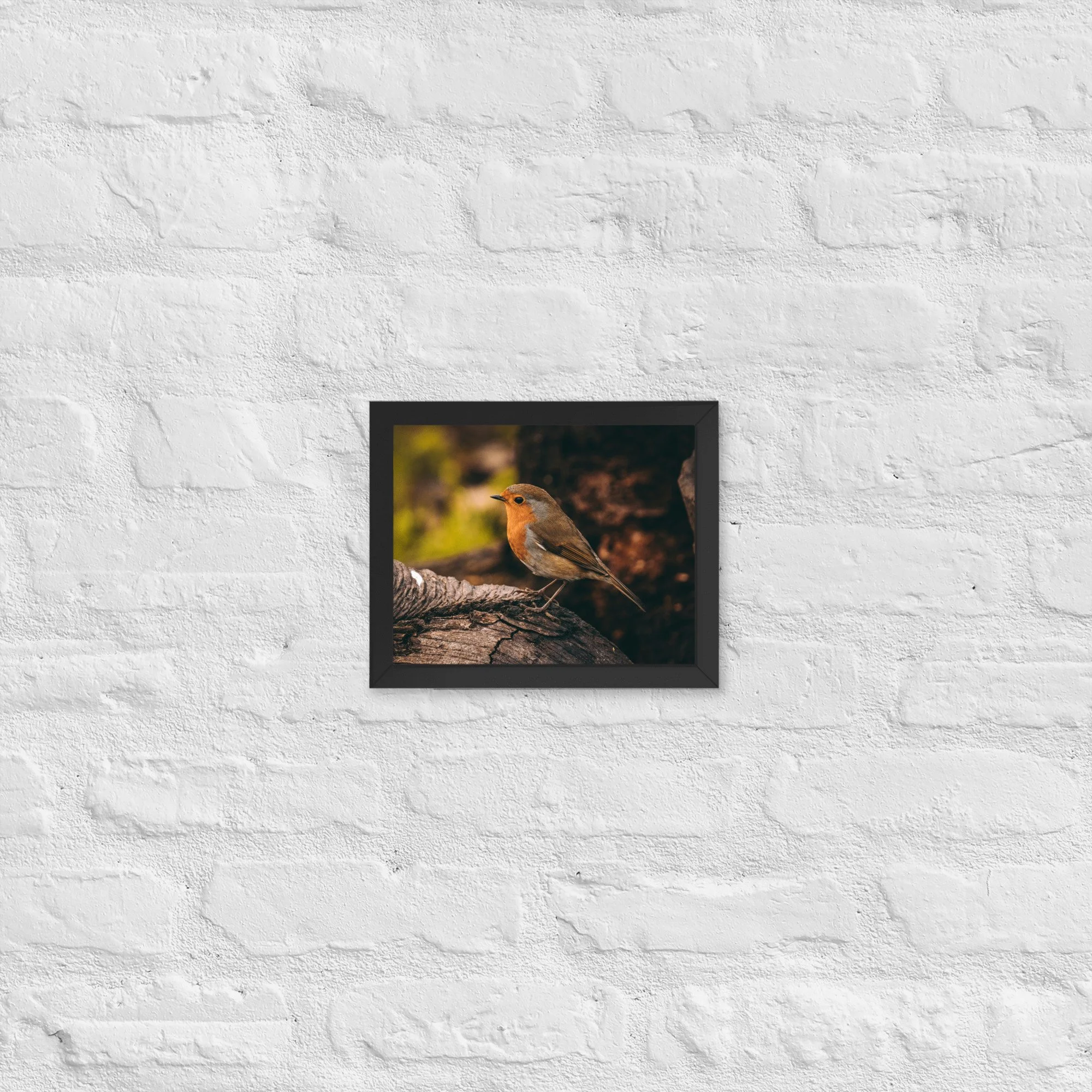 Curious Robin | 8″×10″ Framed Print