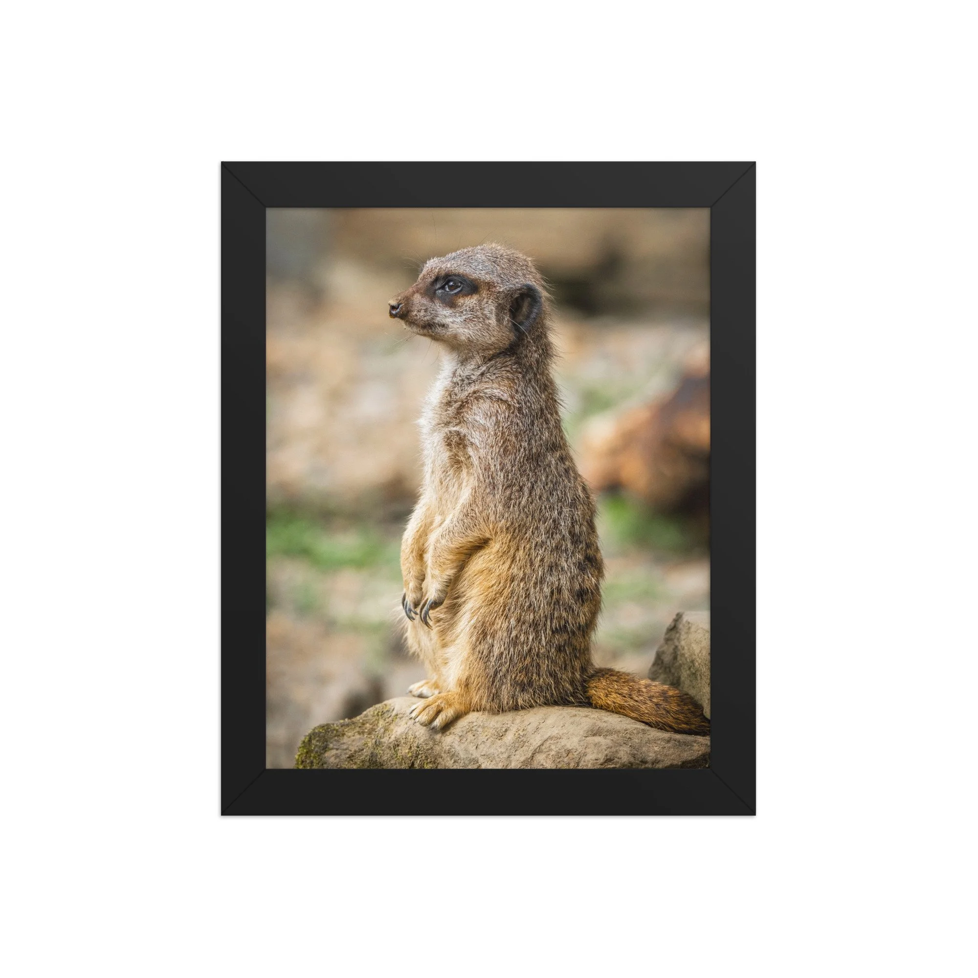 Observant Meerkat | 8″×10″ Framed Print