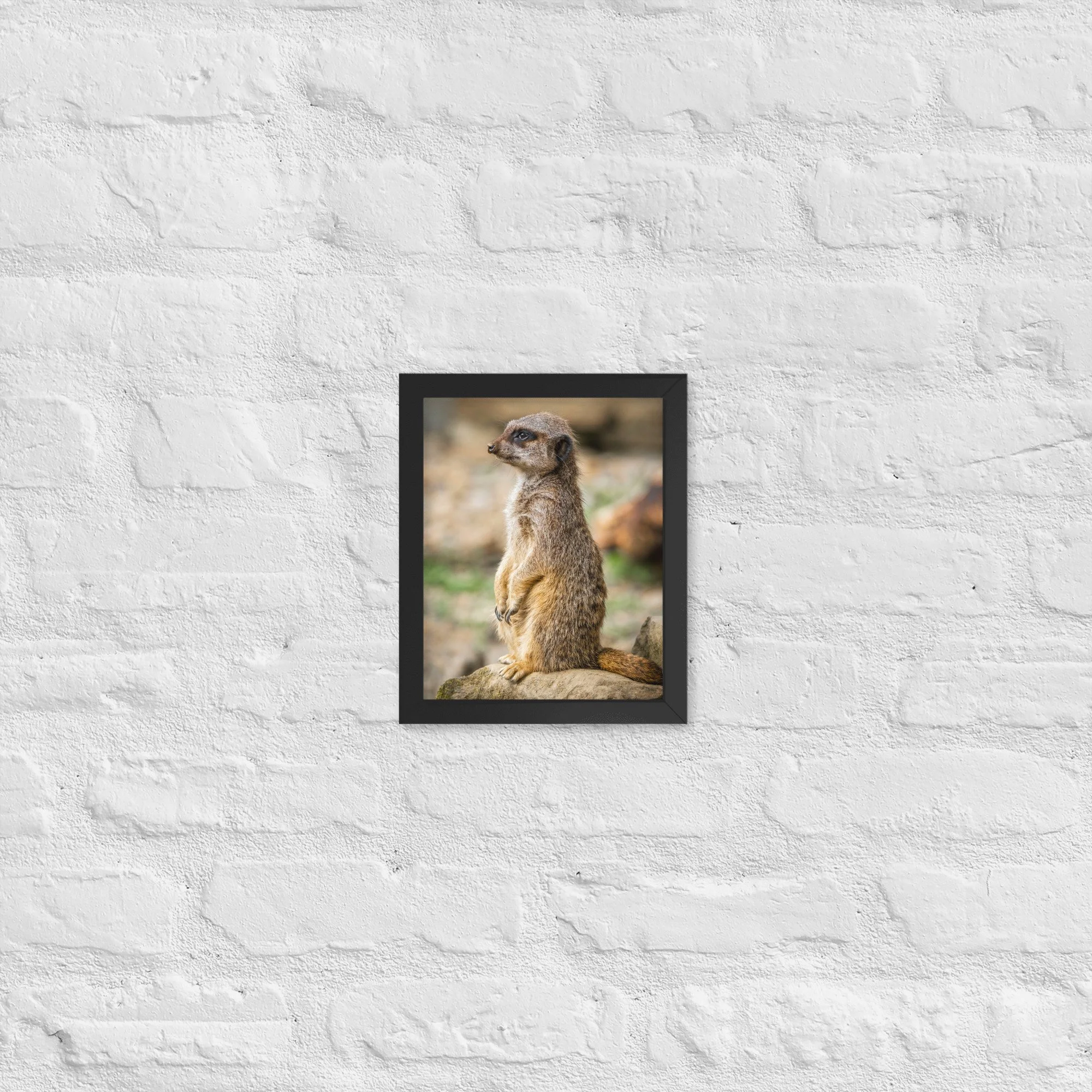 Observant Meerkat | 8″×10″ Framed Print