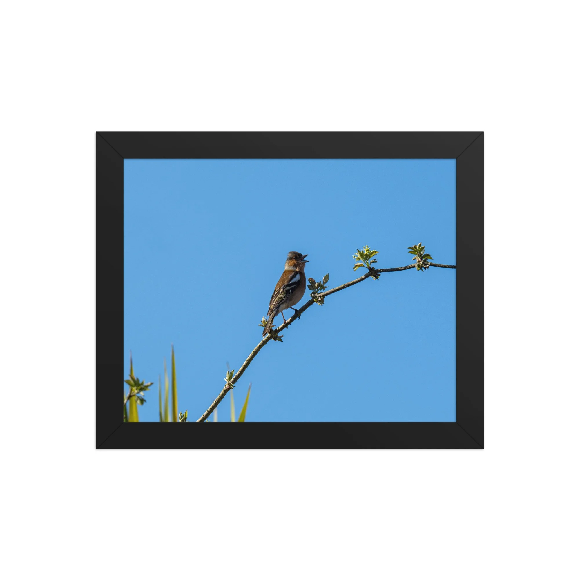 Chaffinch | 8″×10″ Framed Print