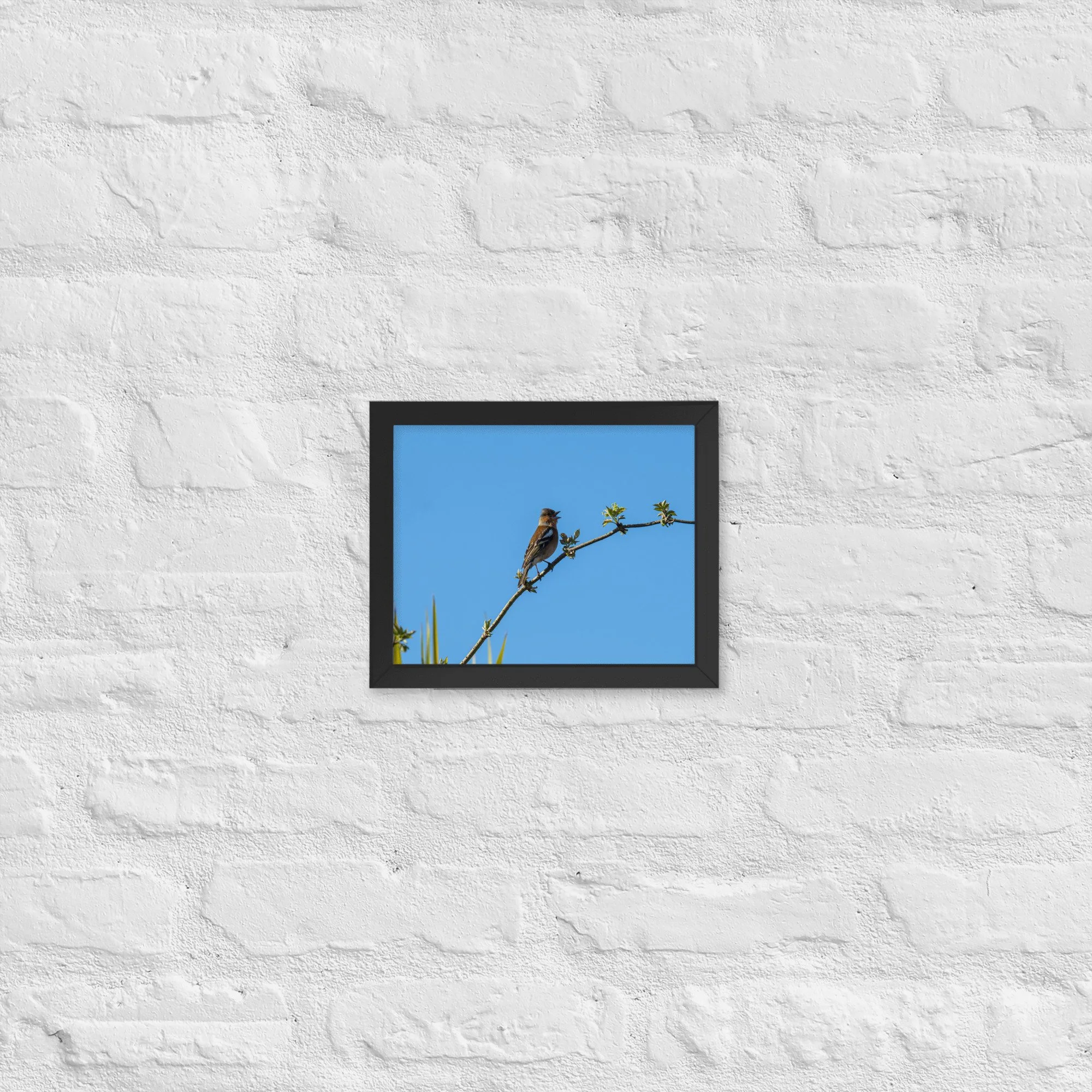Chaffinch | 8″×10″ Framed Print