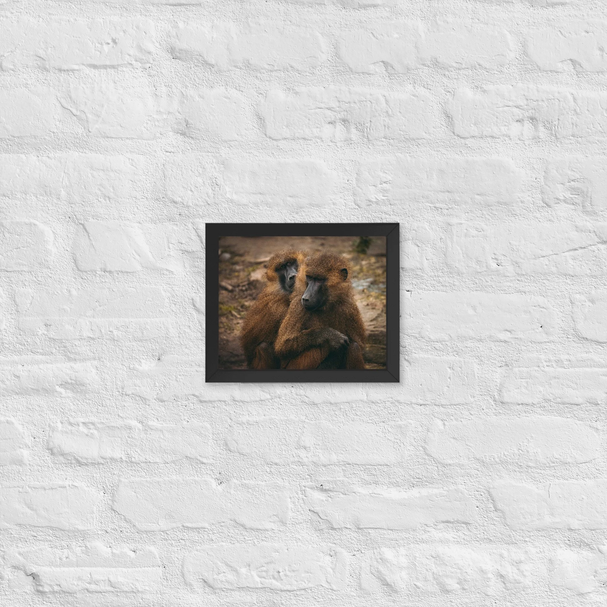 Guinea Baboons In Companionship | 8″×10″ Framed Print