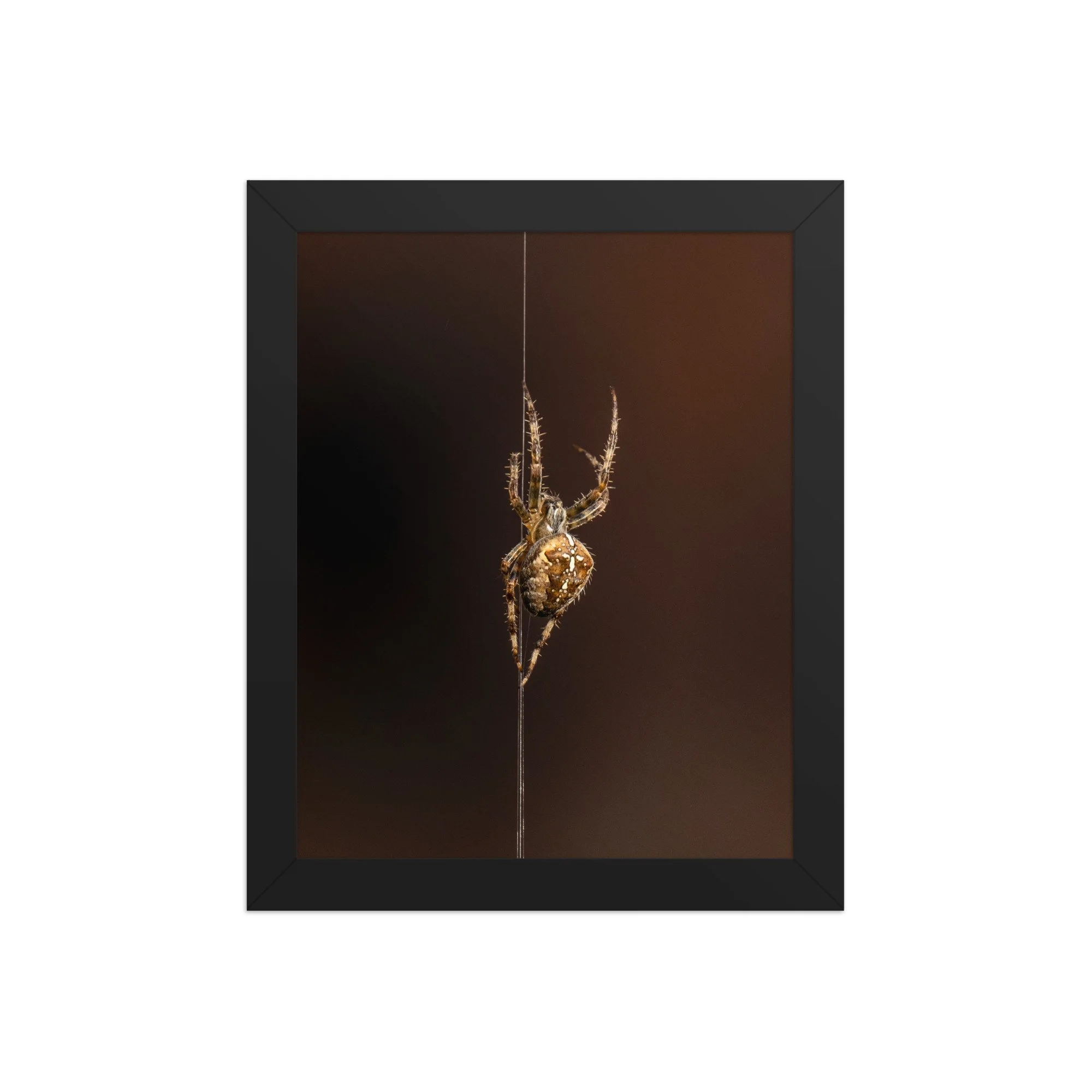 Cross Orb-Weaver Spider | 8″×10″ Framed Print