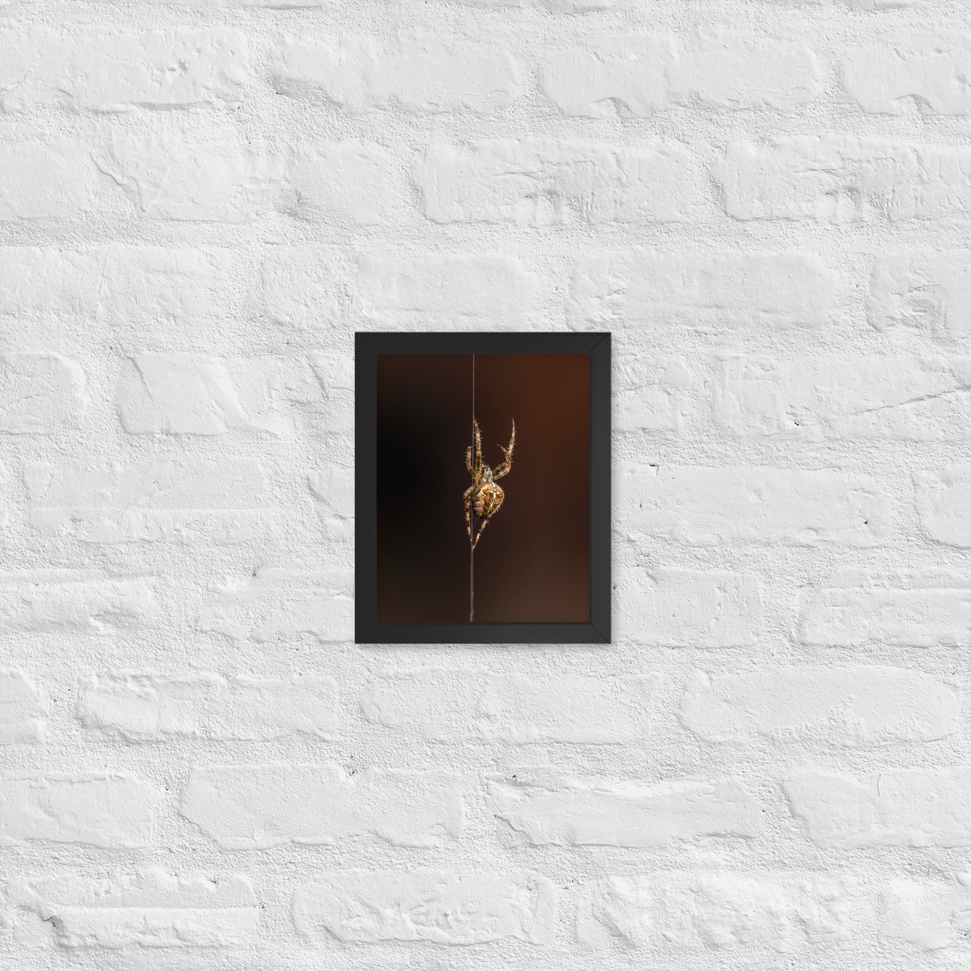 Cross Orb-Weaver Spider | 8″×10″ Framed Print