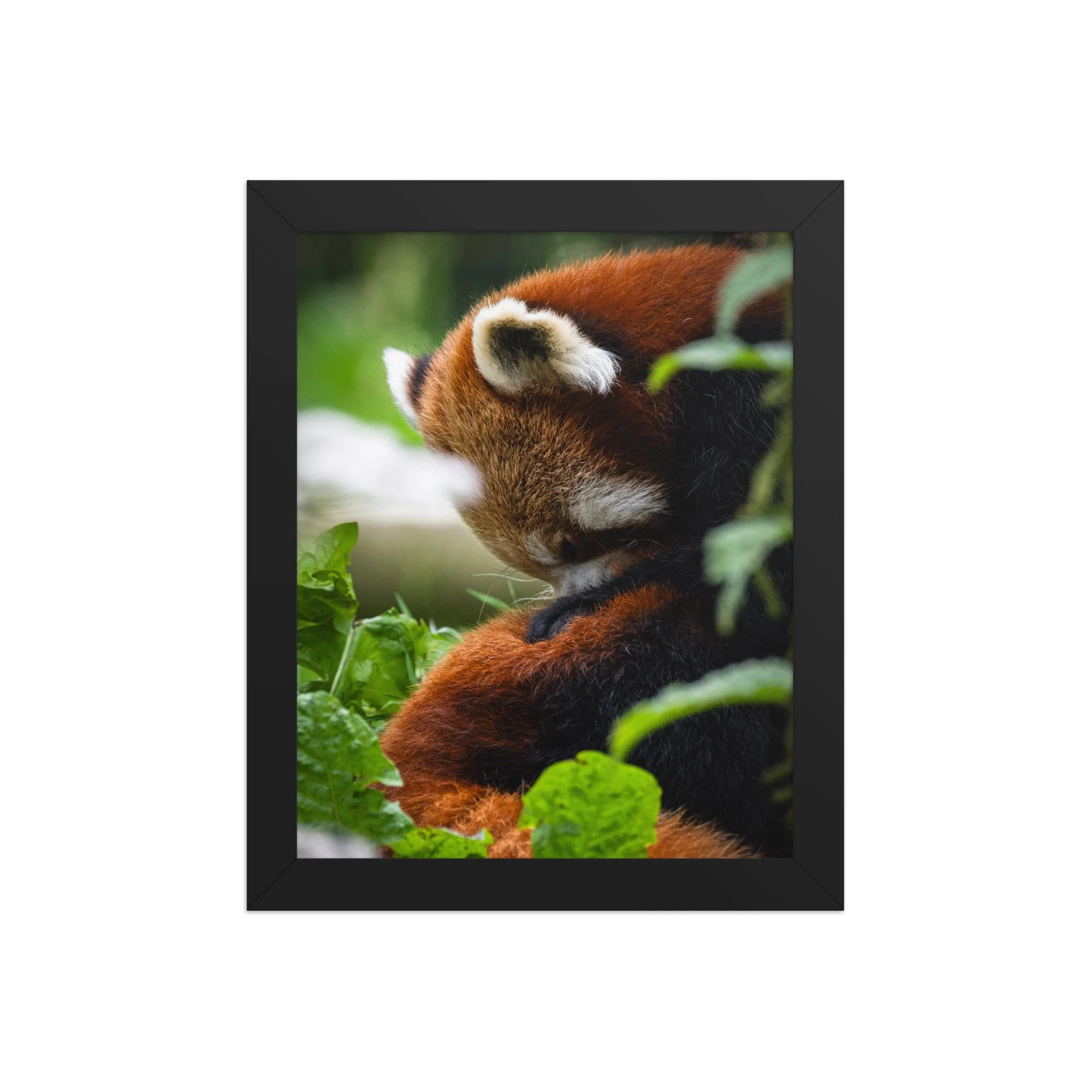 Sleepy Red Panda | 8″×10″ Framed Print
