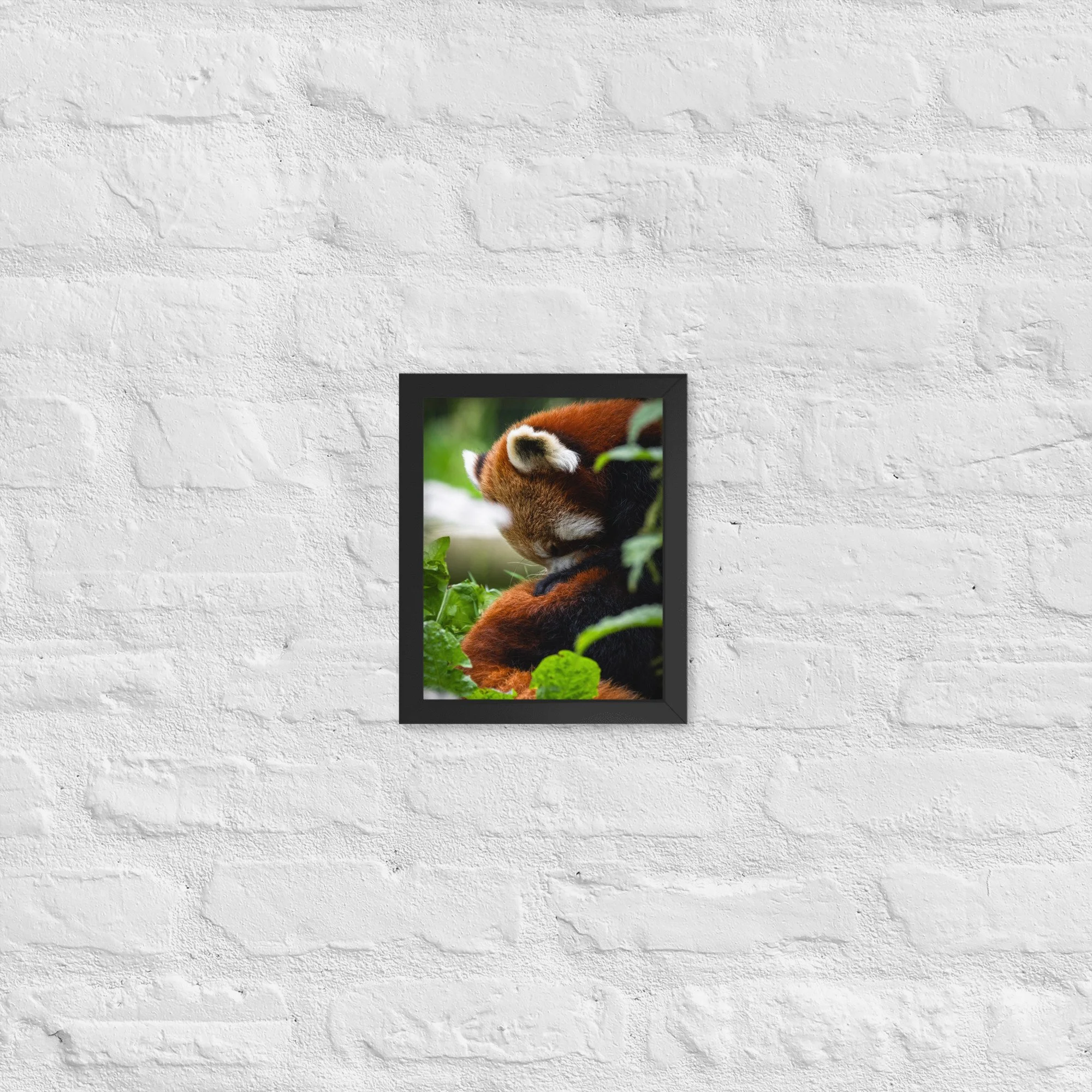 Sleepy Red Panda | 8″×10″ Framed Print
