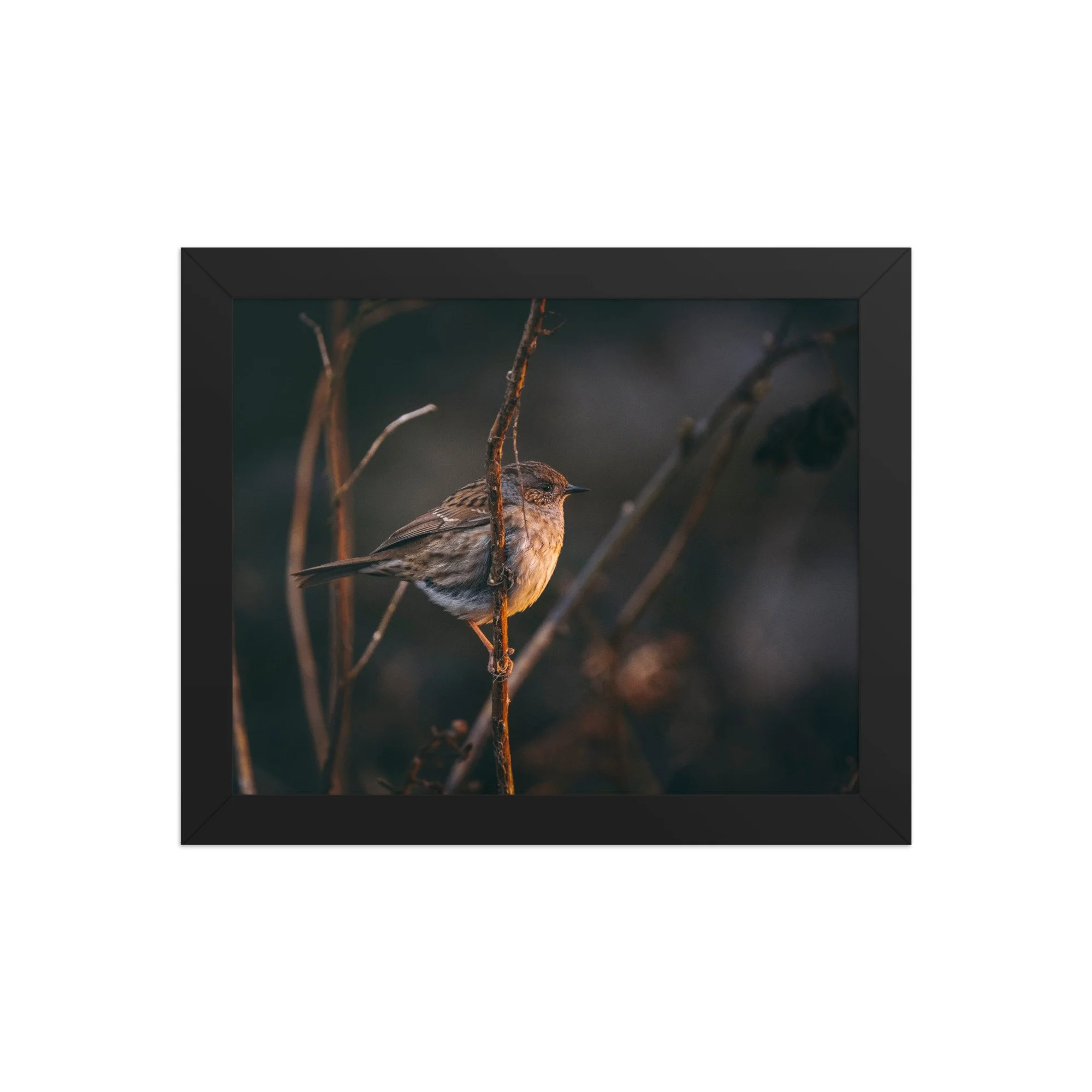 Dunnock | 8″×10″ Framed Print