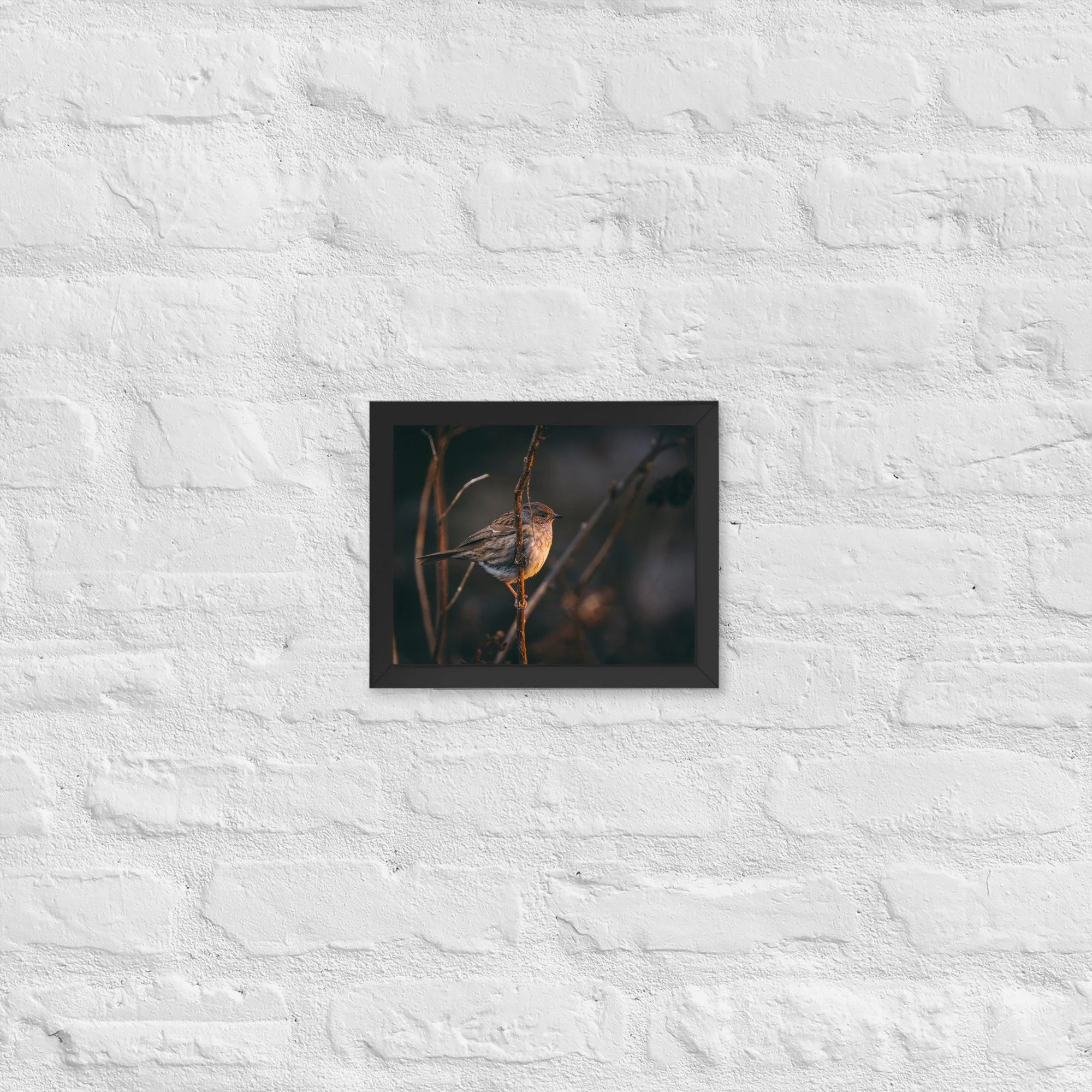 Dunnock | 8″×10″ Framed Print