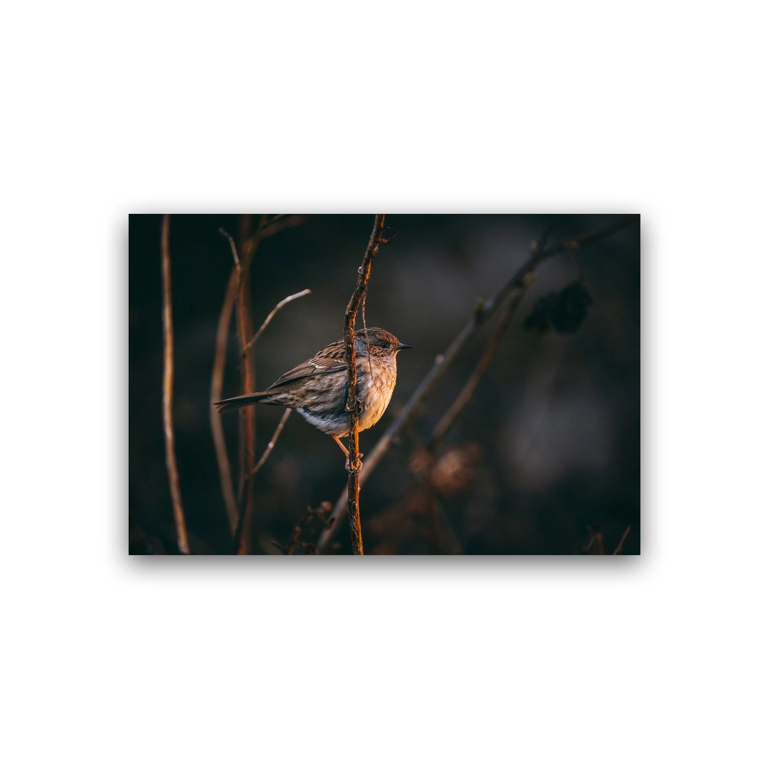 20x30 - Dunnock In Golden Light Premium Wall Art Print.jpg