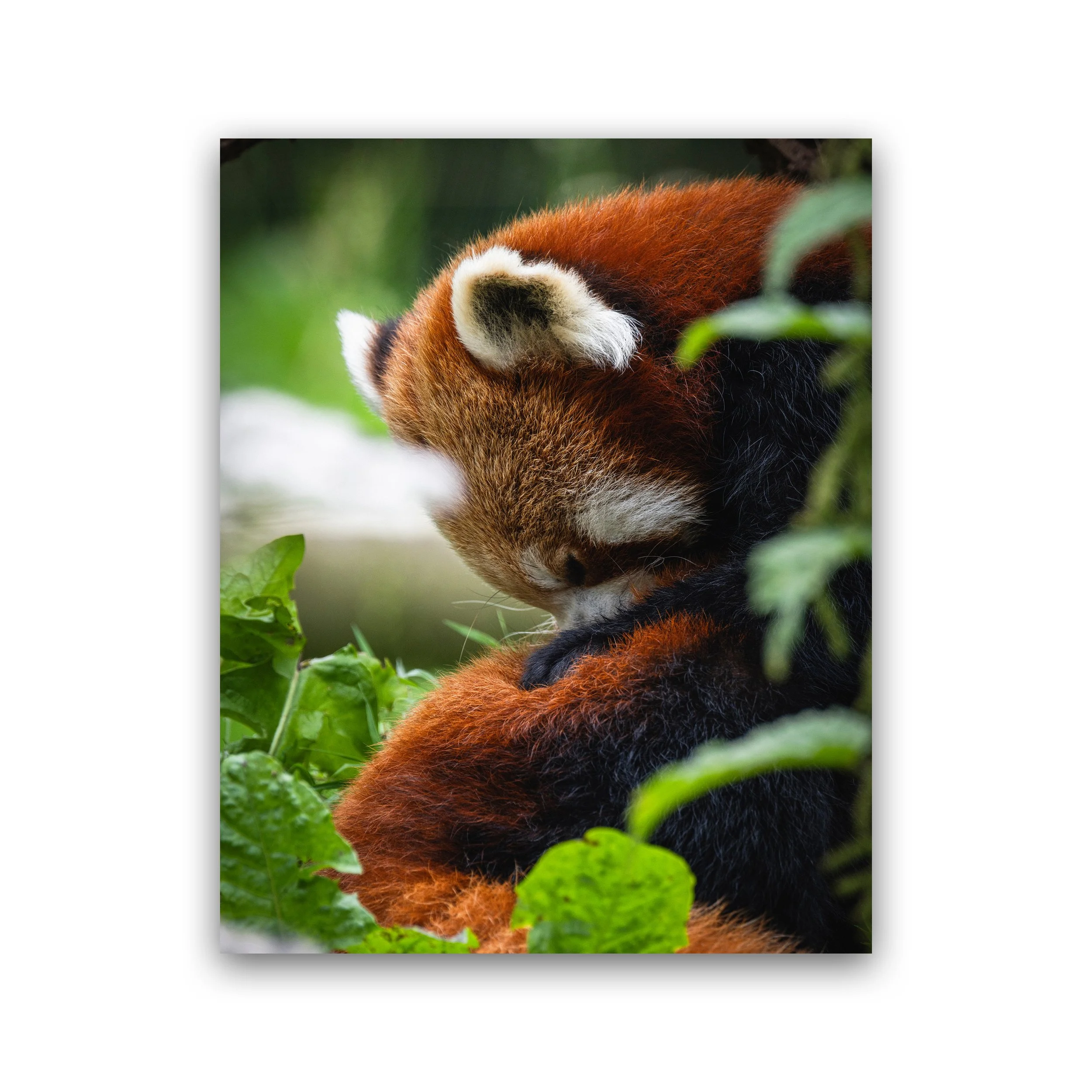 Sleeping Red Panda In Gentle Stillness Premium Wall Art Print