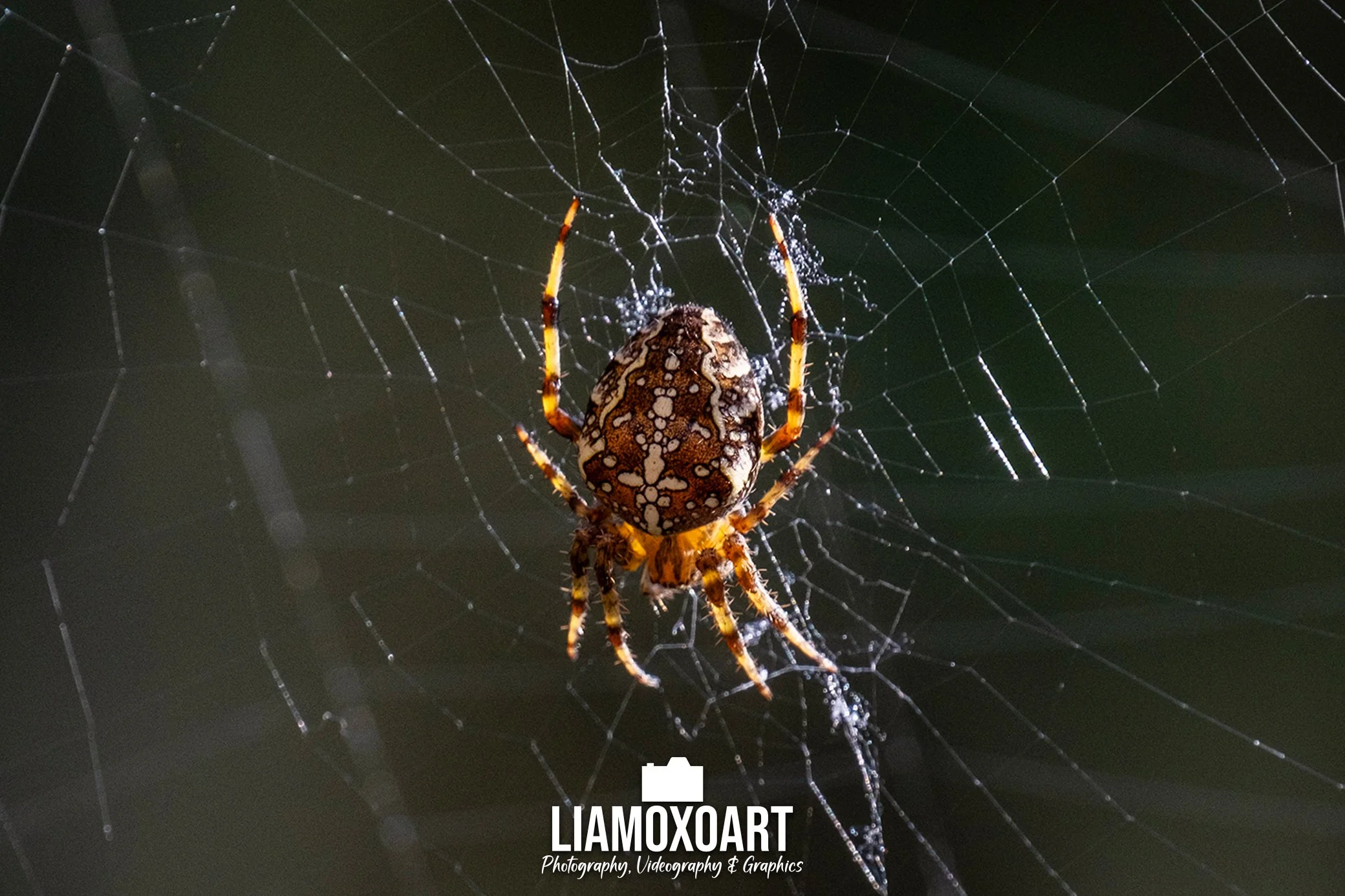 Close-up of a spider with orange and black markings on its legs, sitting on its web at night. The web is detailed and illuminated.