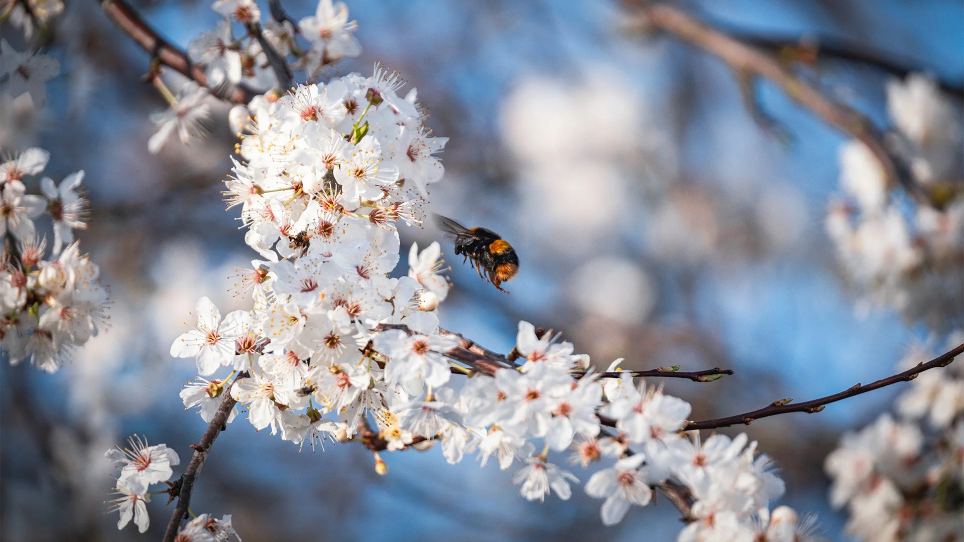 An image of a bee, taken by Liamoxoart