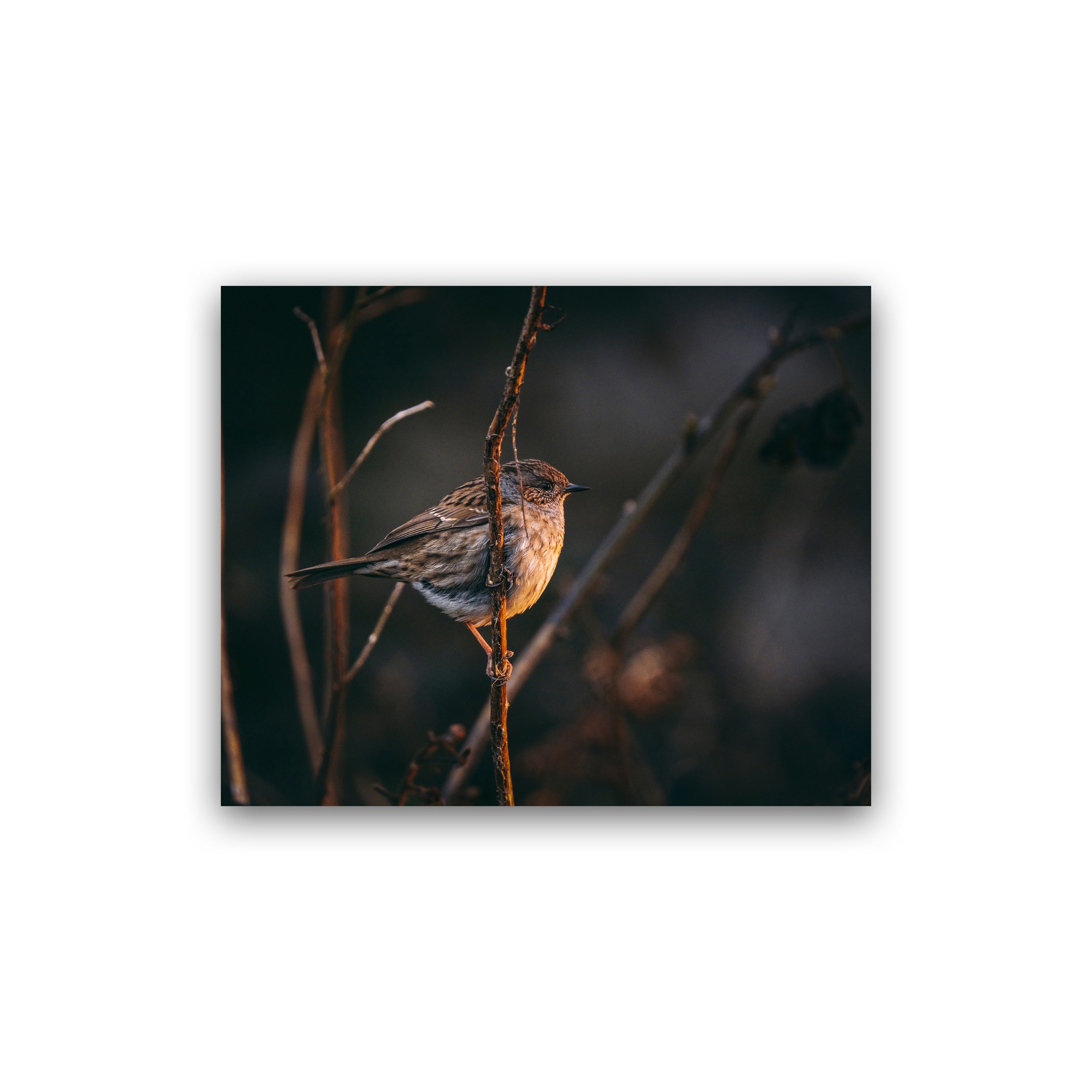 8x10 - Dunnock In Golden Light Premium Wall Art Print.jpg