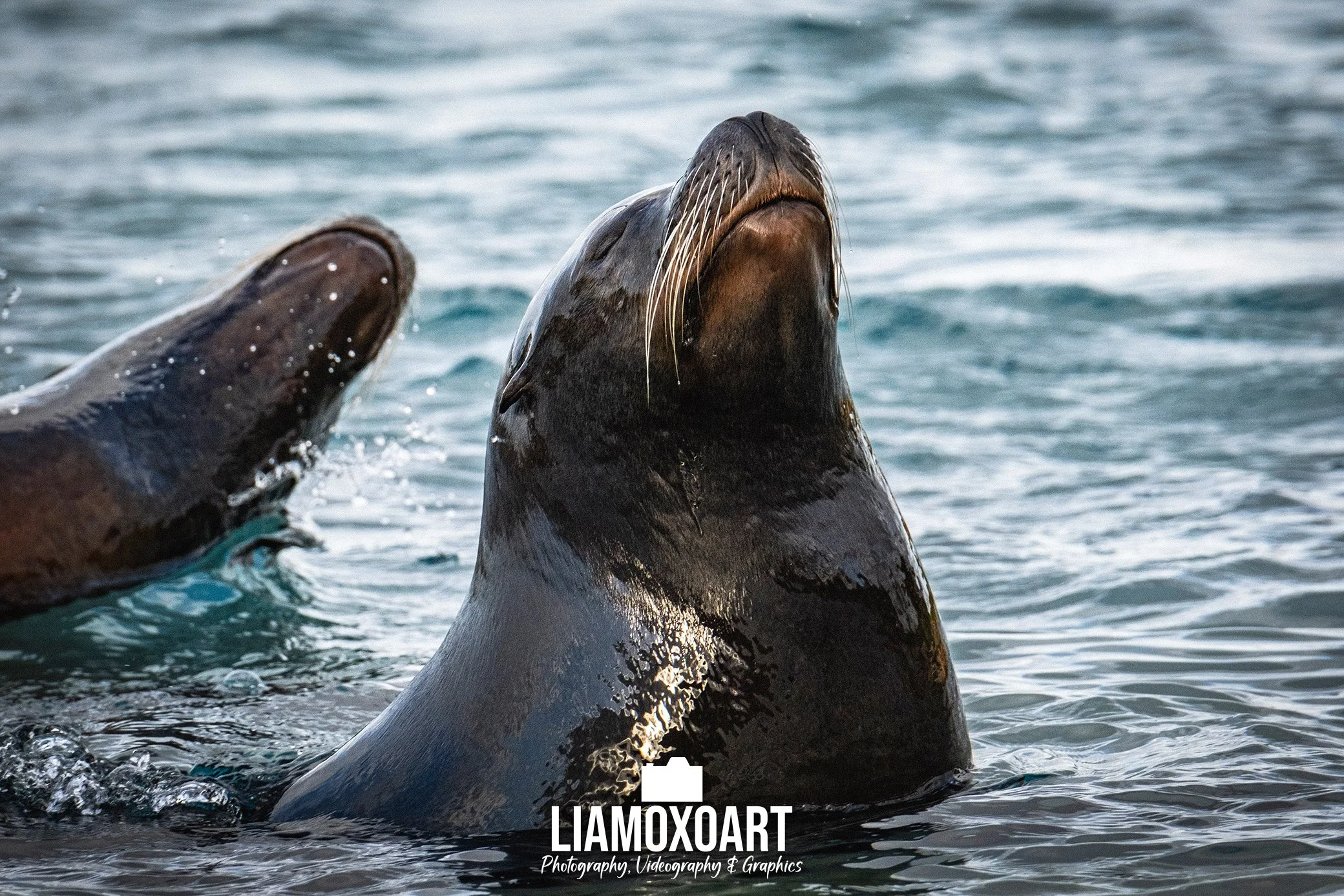 Two seals appearing to interact with each other in the ocean water.