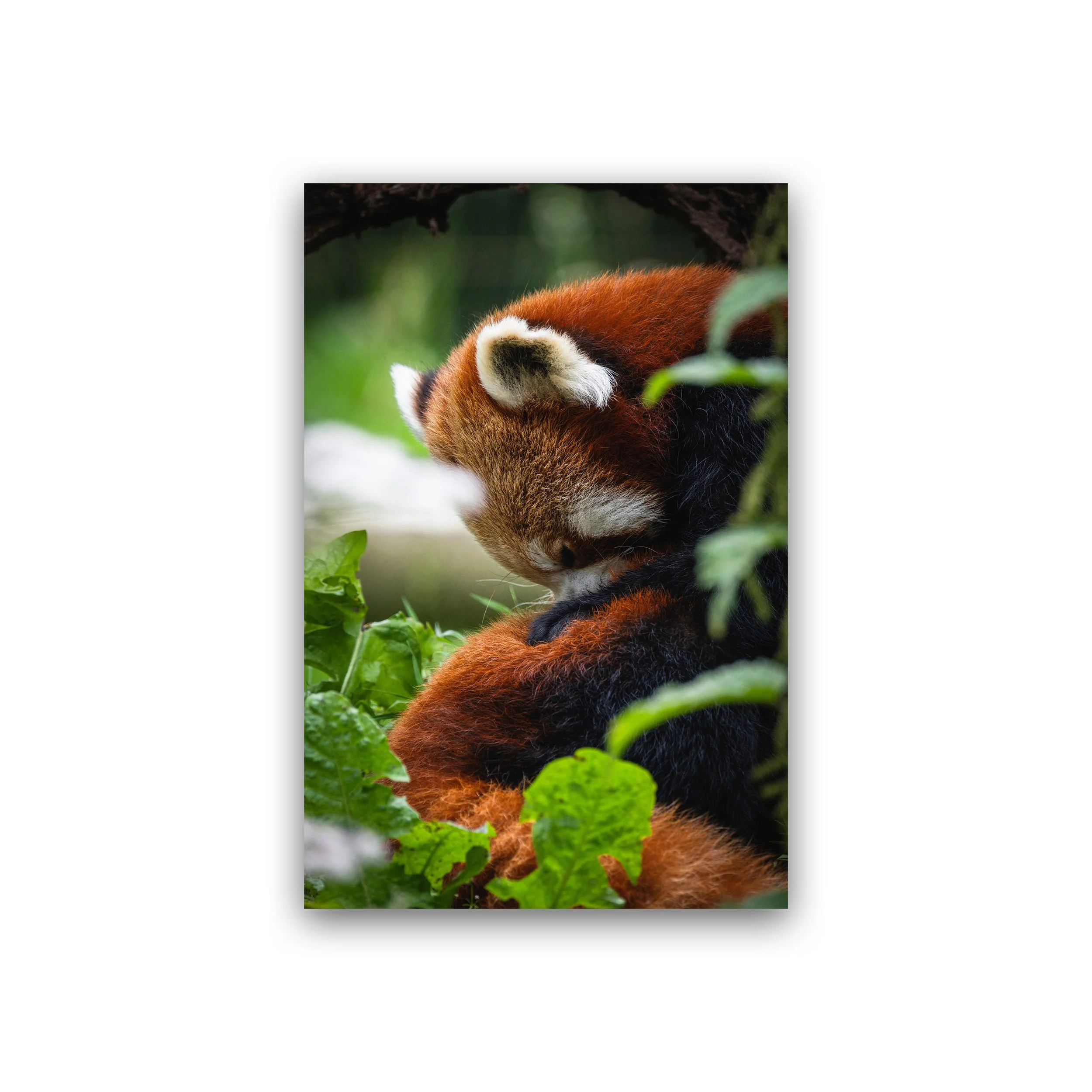 Sleeping Red Panda In Gentle Stillness Premium Wall Art Print