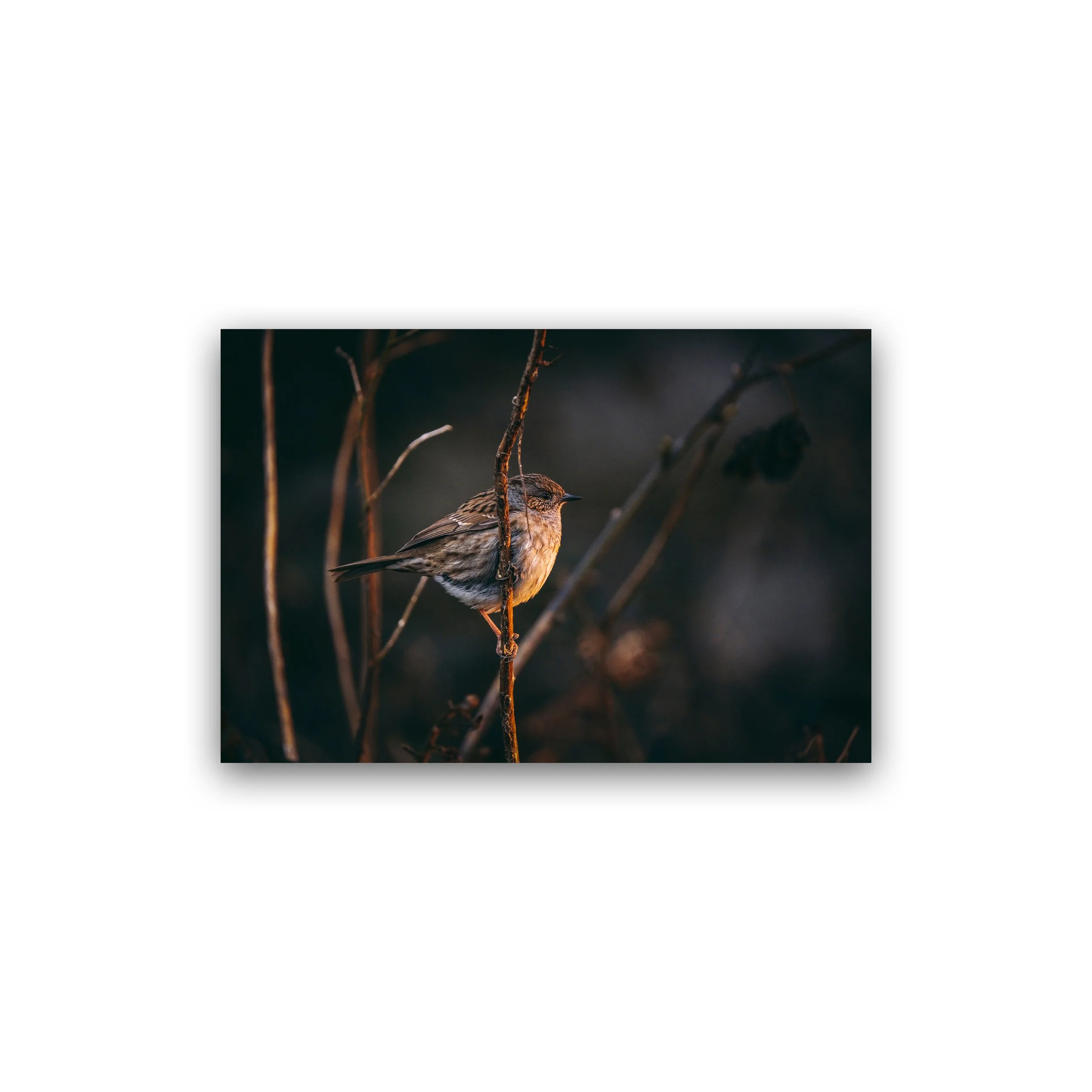 12x18 - Dunnock In Golden Light Premium Wall Art Print.jpg