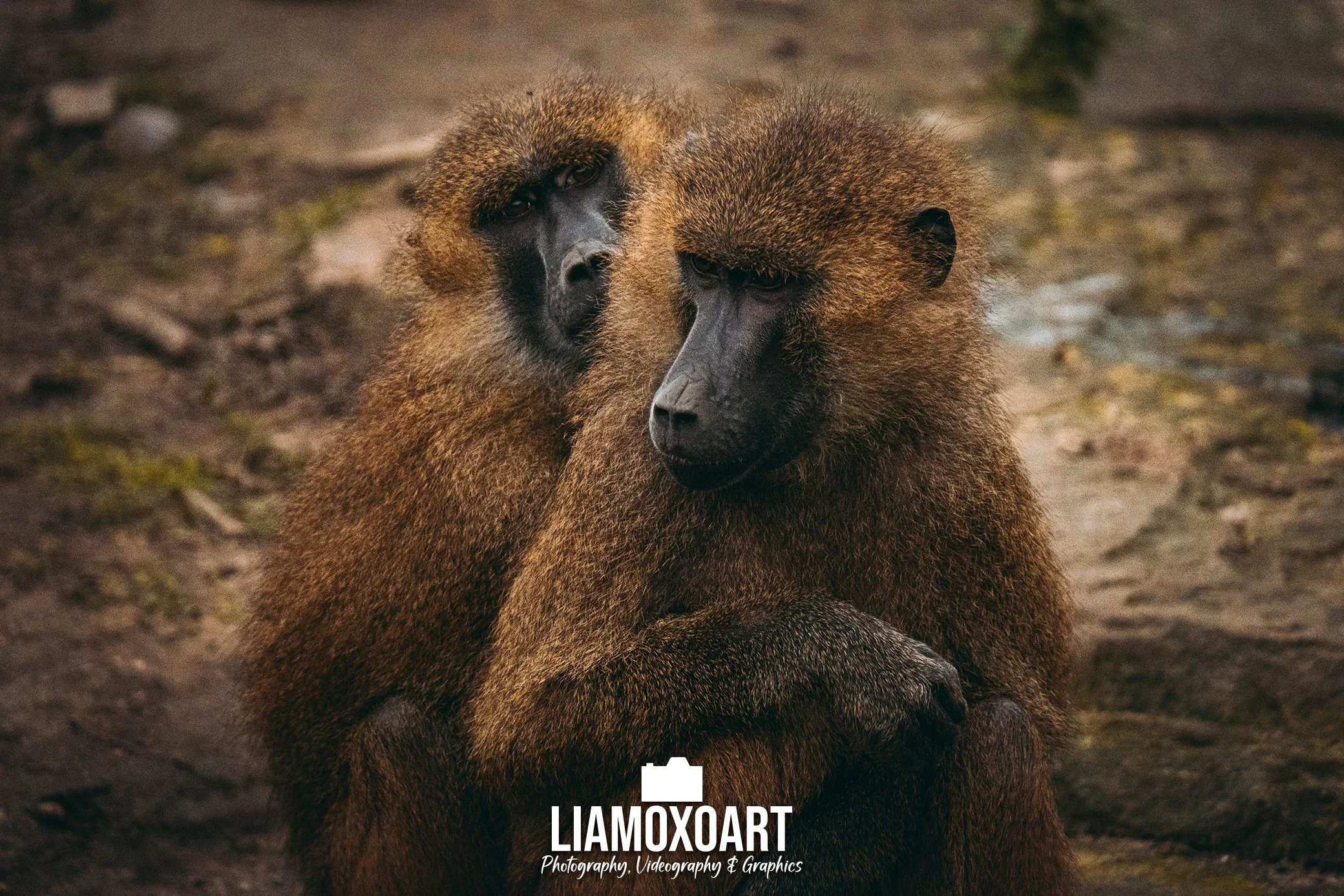 Two baboons sitting close together on the ground, one with a more serious expression and the other with a relaxed look, in a natural outdoor setting.