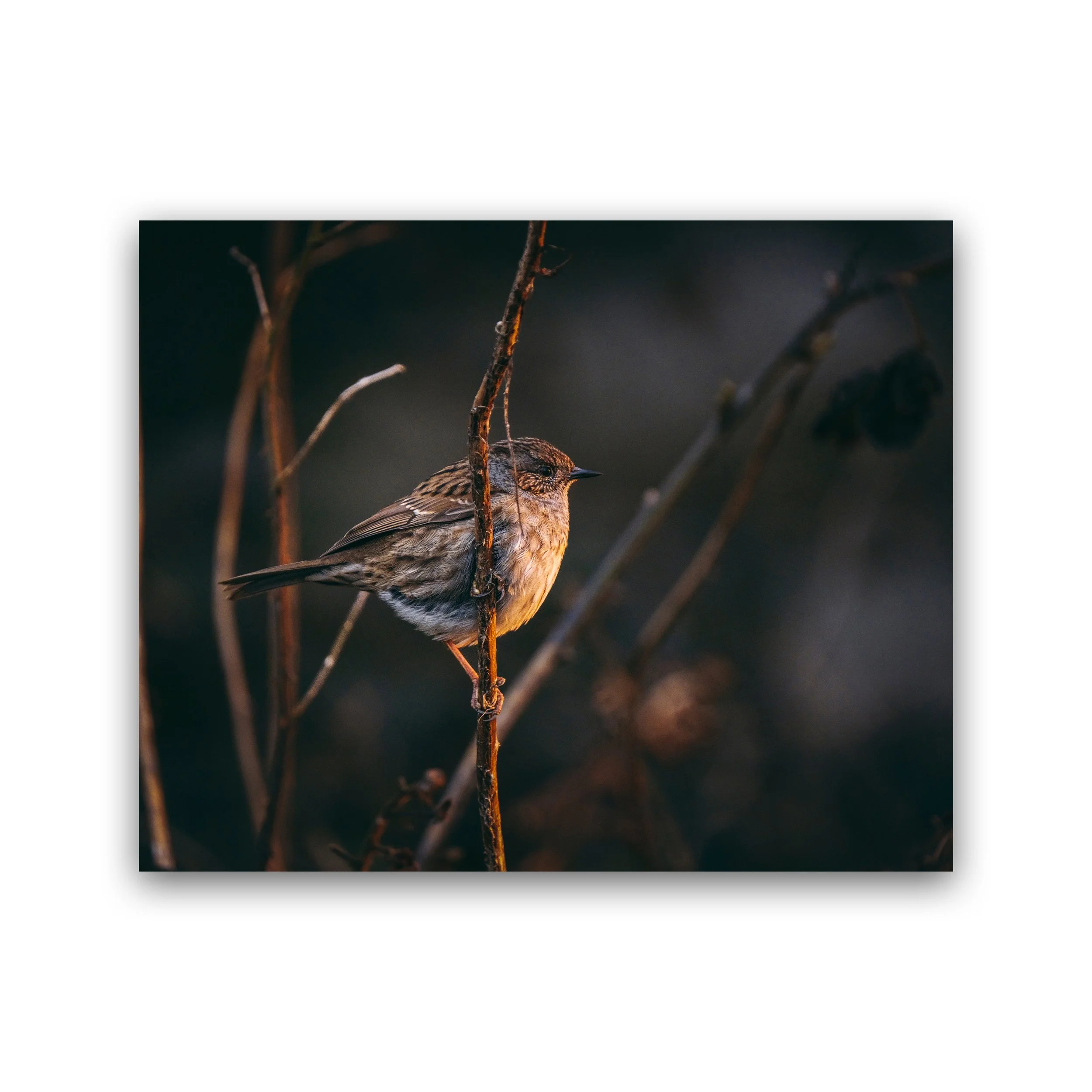 16x20 - Dunnock In Golden Light Premium Wall Art Print.jpg