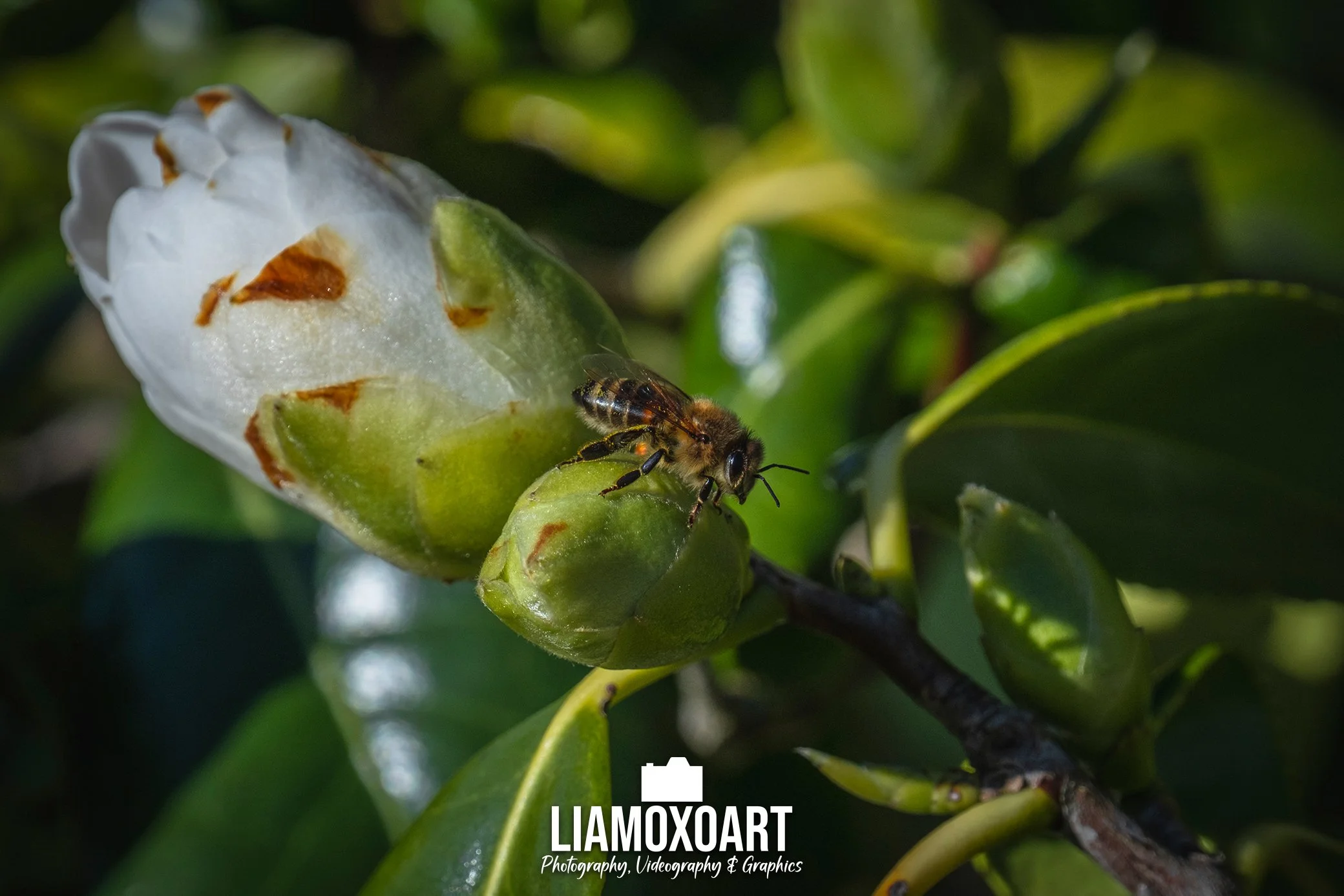 Close-up of a bee on a white flower bud with green leaves in the background.