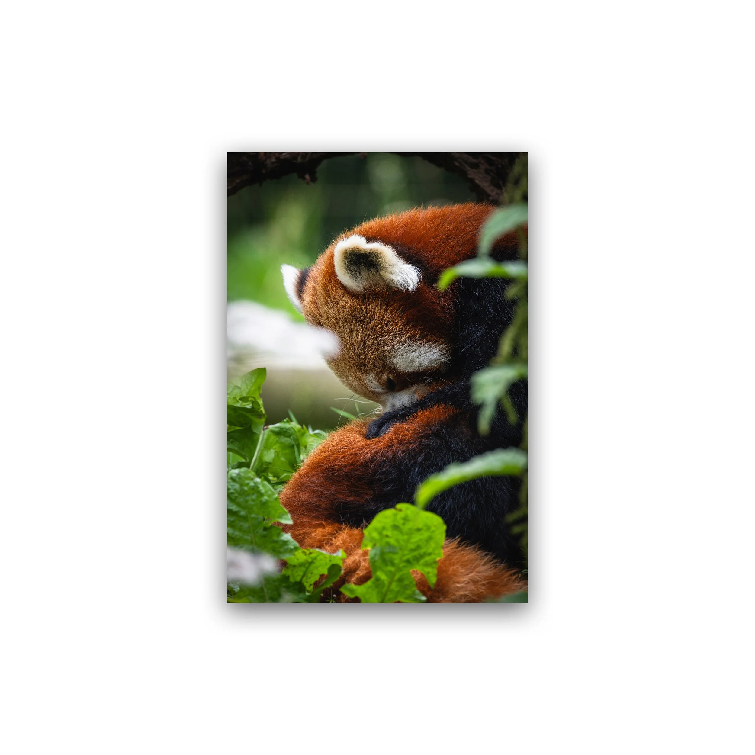 Sleeping Red Panda In Gentle Stillness Premium Wall Art Print