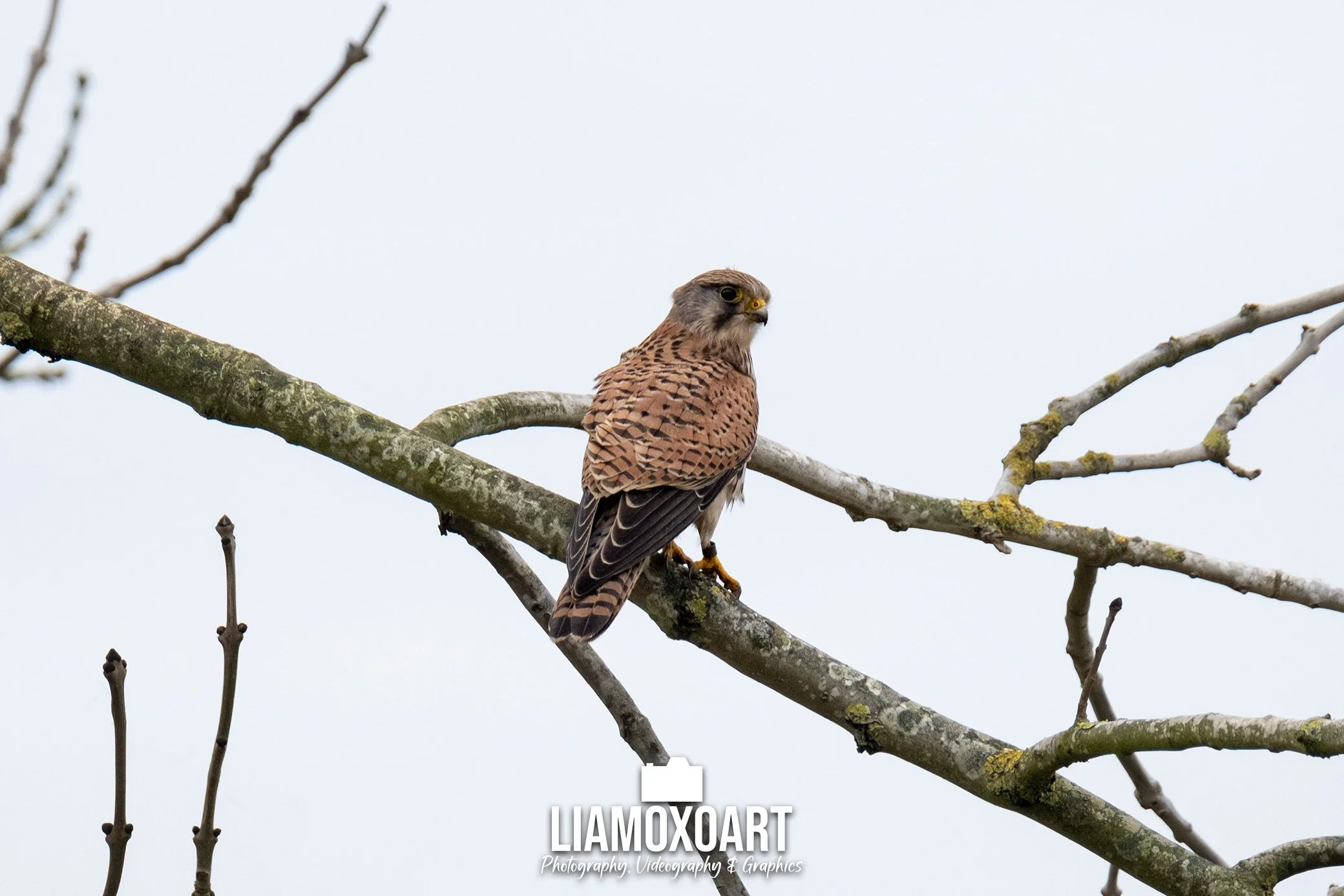 A bird perched on a branch of a tree with a pale sky in the background.