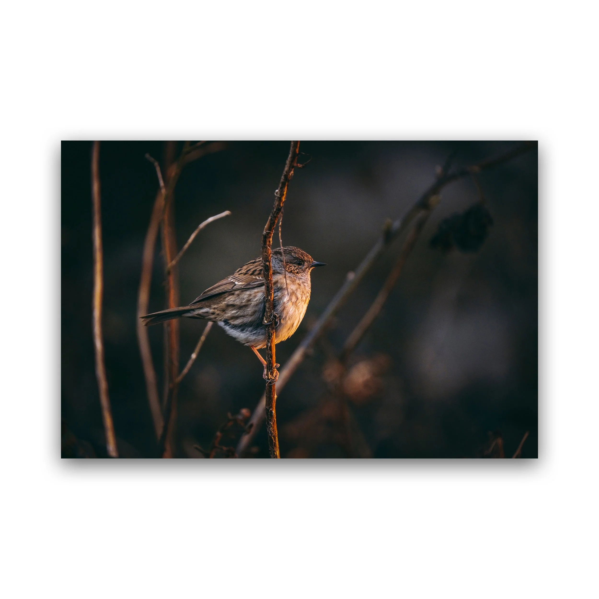 Dunnock In Golden Light Premium Wall Art Print