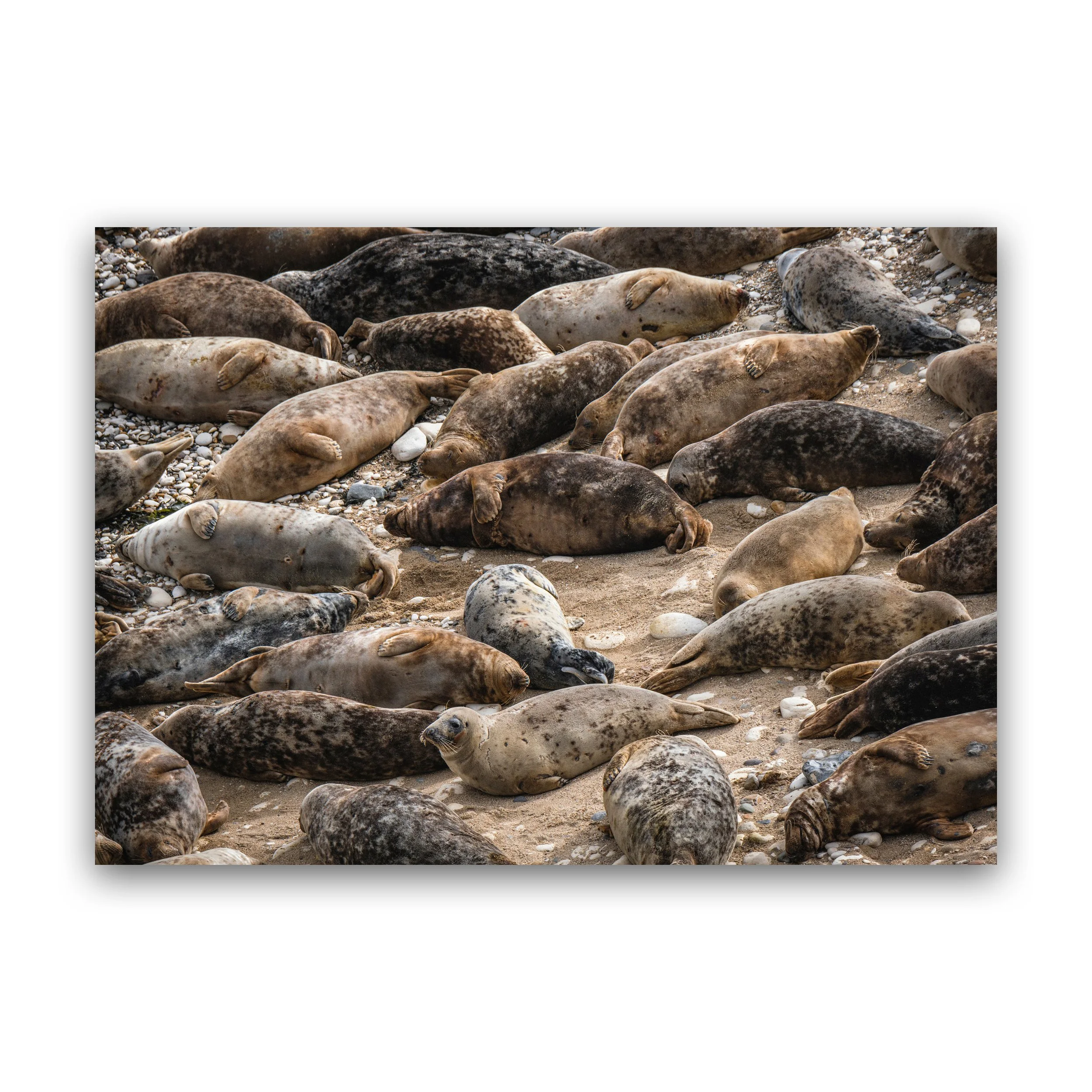 A4 - Resting Seals Of Flamborough Head Premium Wall Art Print.jpg
