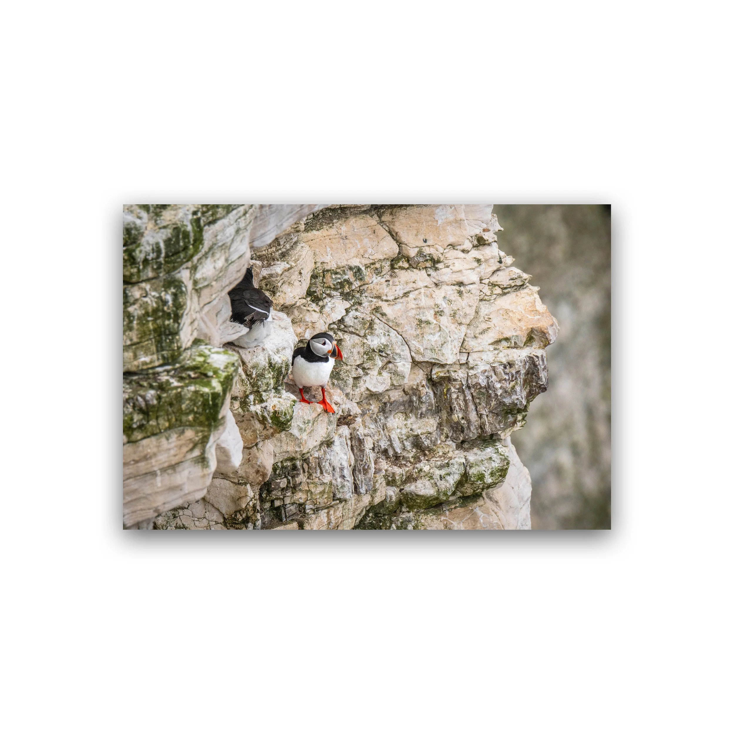 20x30 - Puffin Among The Chalk - Bempton Cliffs Premium Wall Art Print.jpg