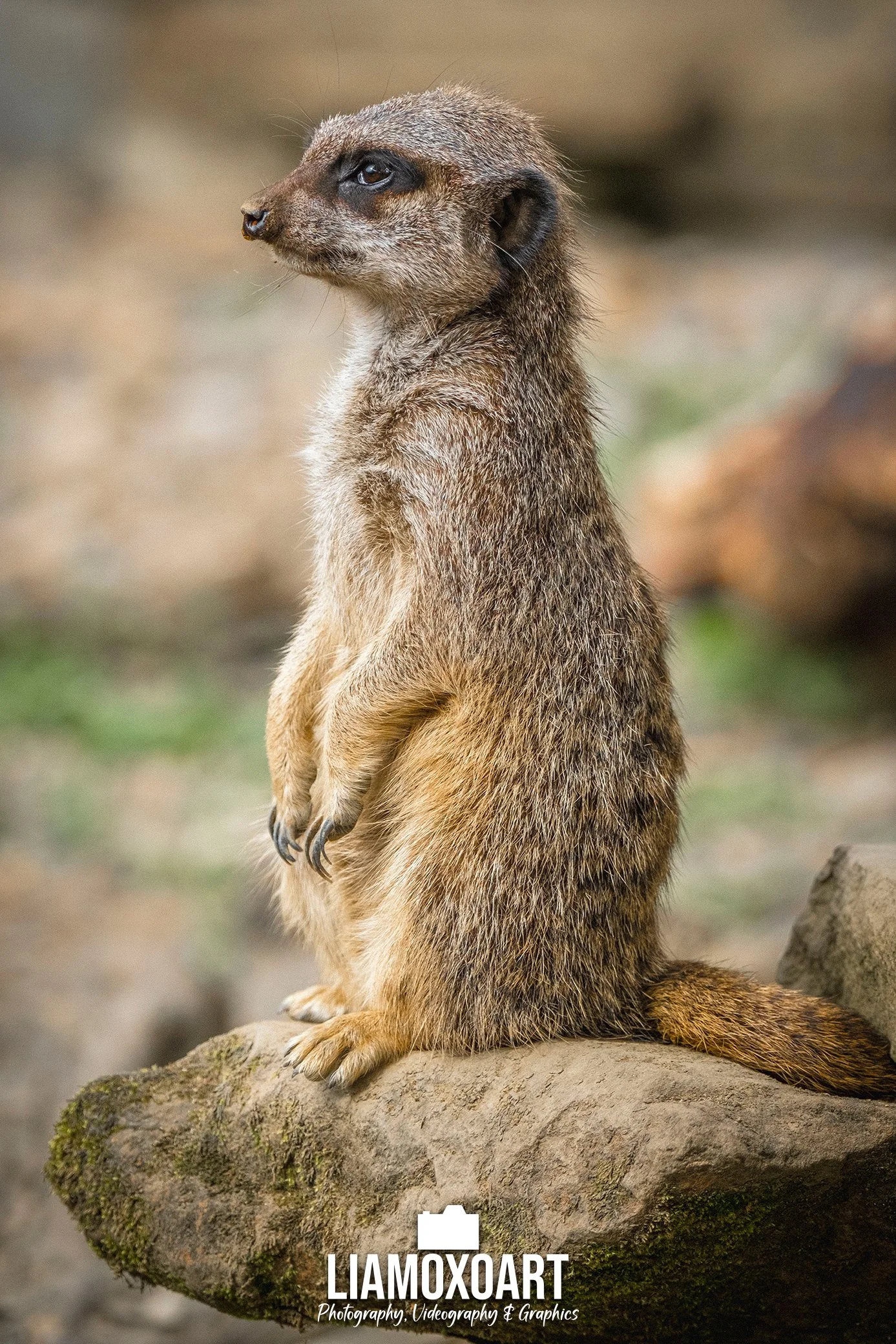 A meerkat standing upright on a log with blurred outdoor background.