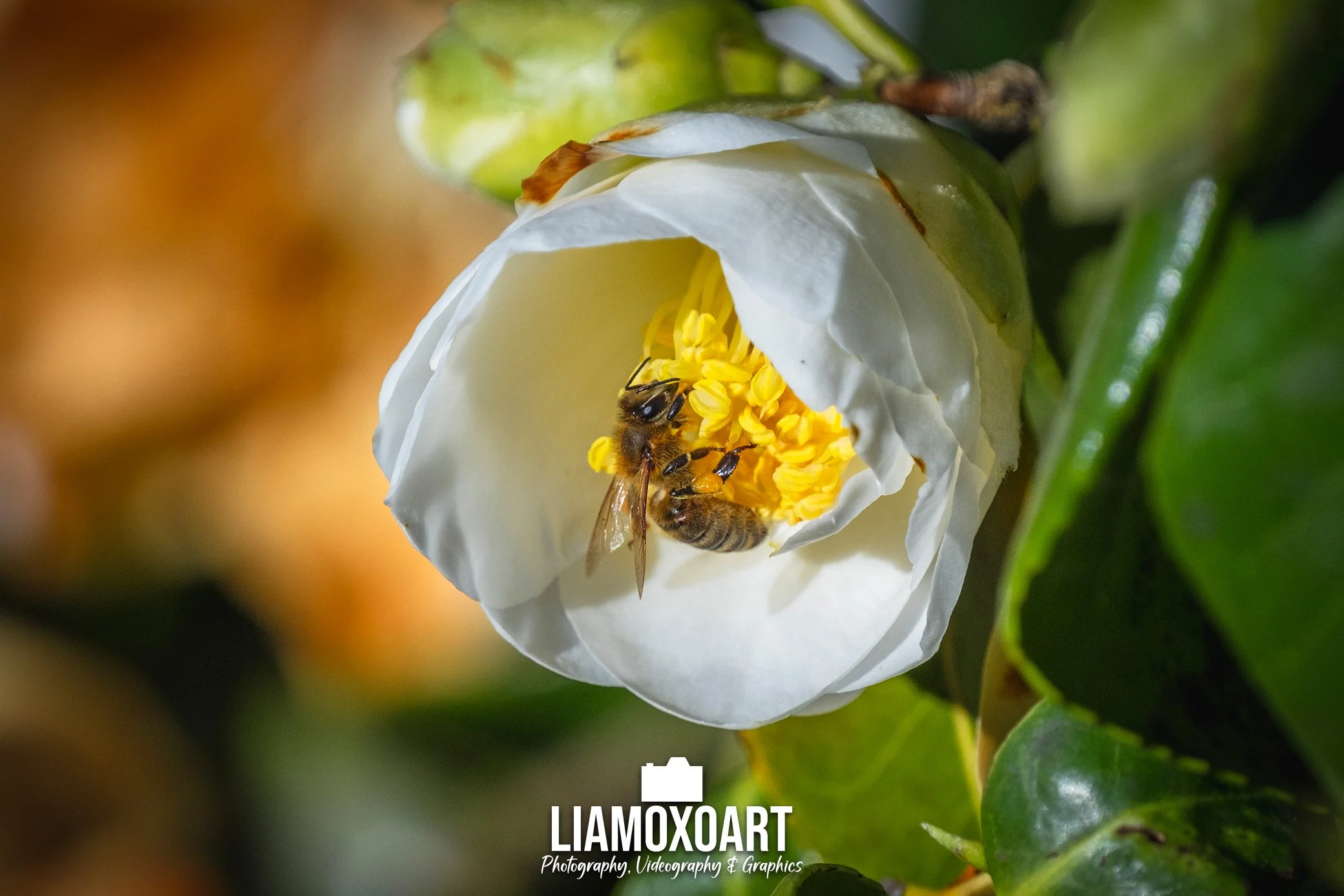 Close-up of a white flower with yellow stamens, with a bee collecting nectar on the stamens, surrounded by green leaves.