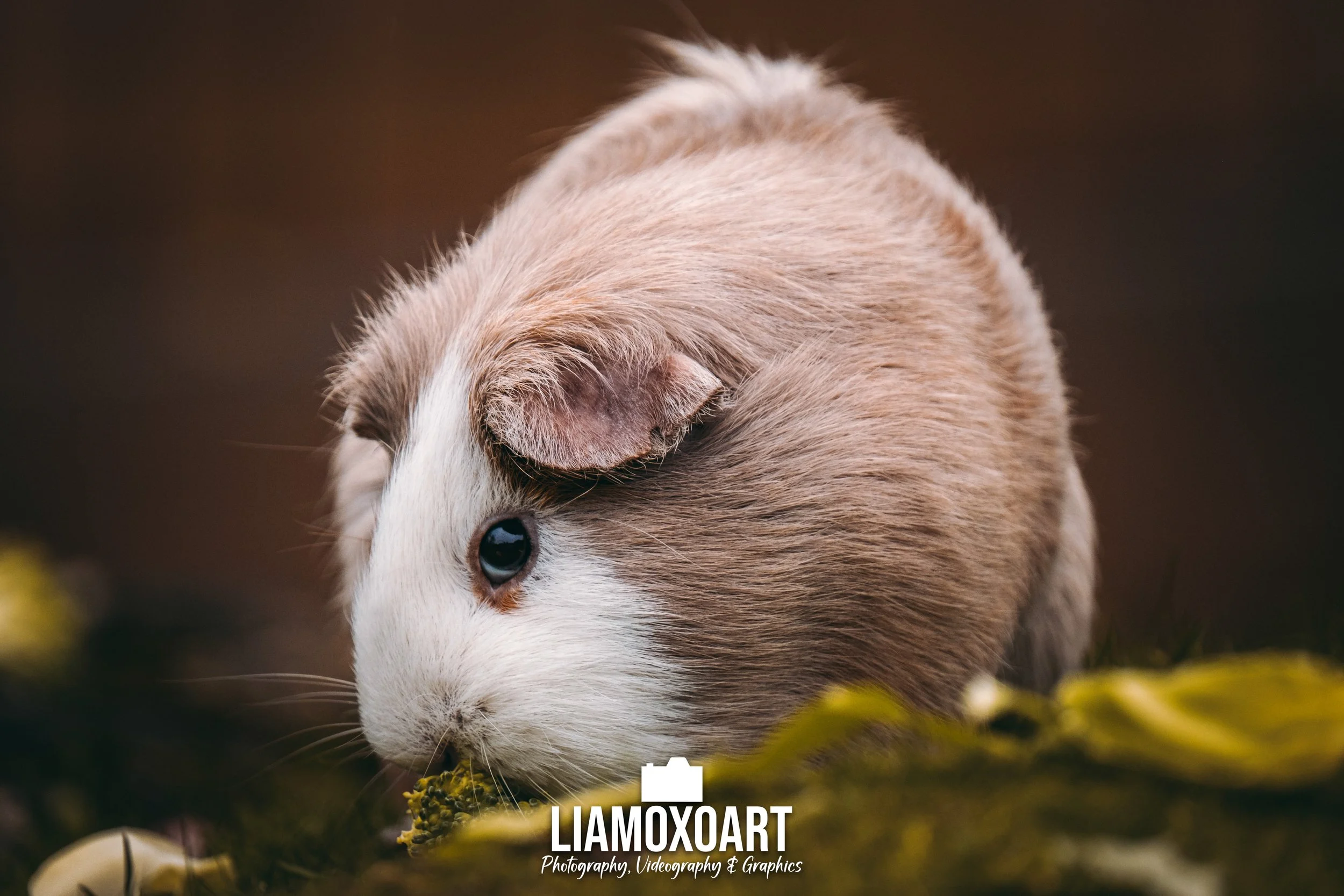 A guinea pig with brown and white fur, blue eyes, and a small ear, nuzzling grass or some plants.