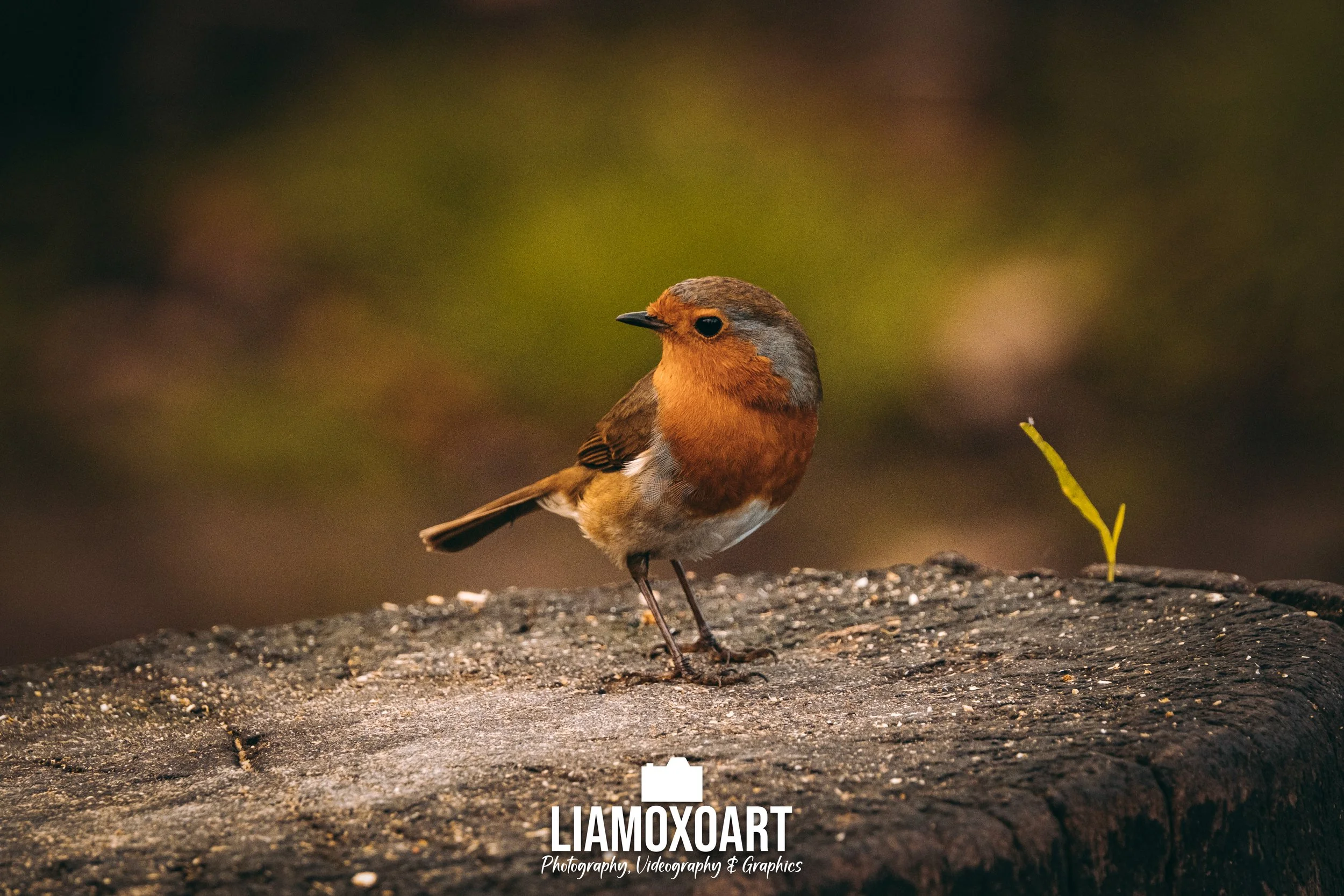 A small bird with brown, orange, and gray feathers perched on a tree trunk with a small green plant growing nearby, against a blurred background.