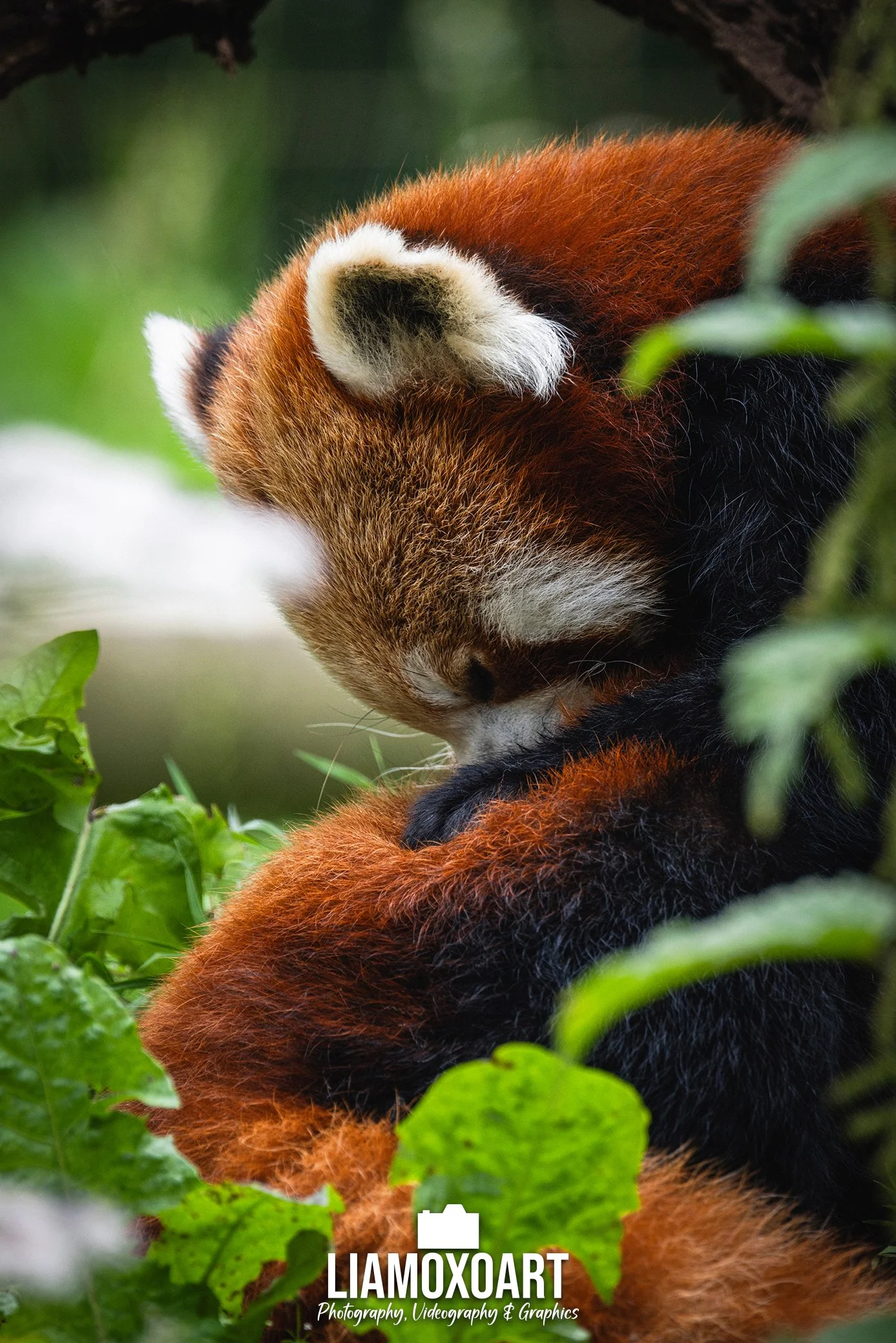 A close-up of a red panda in a green leafy environment, with soft focus on the leaves in the foreground and background.