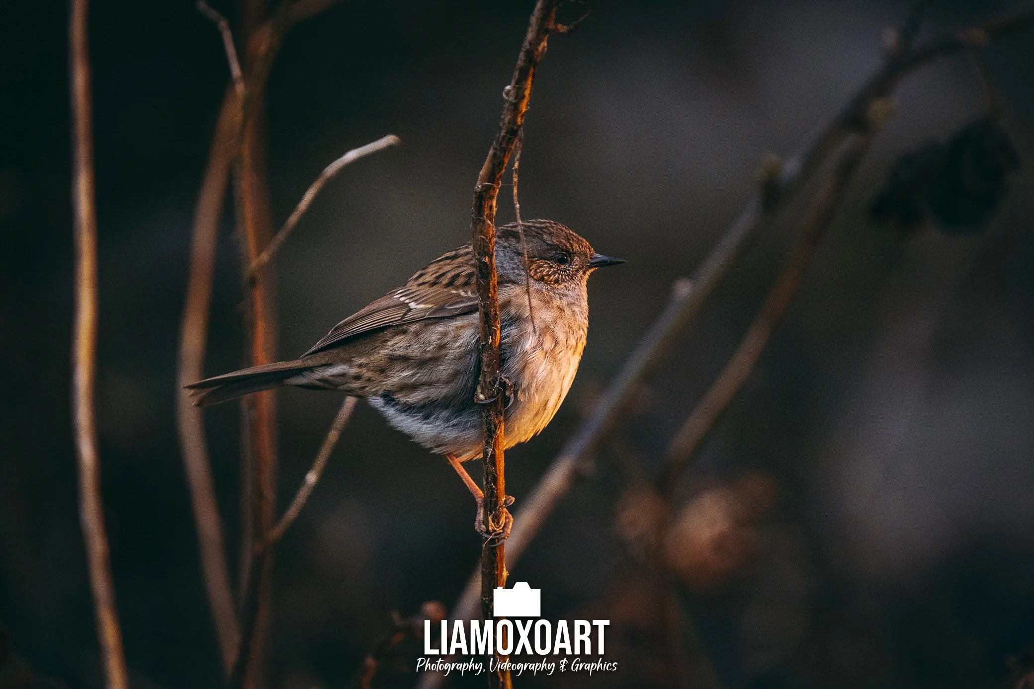 A small brown bird perched on a thin branch among dark, blurry branches in the background.