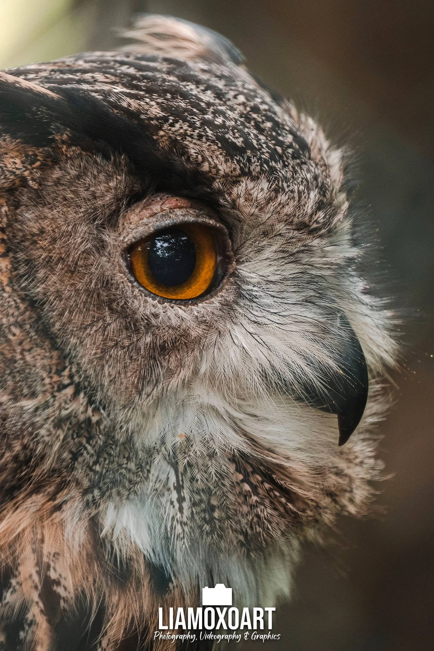 Close-up of an owl's face showing its large yellow eye, beak, and detailed feather patterns.