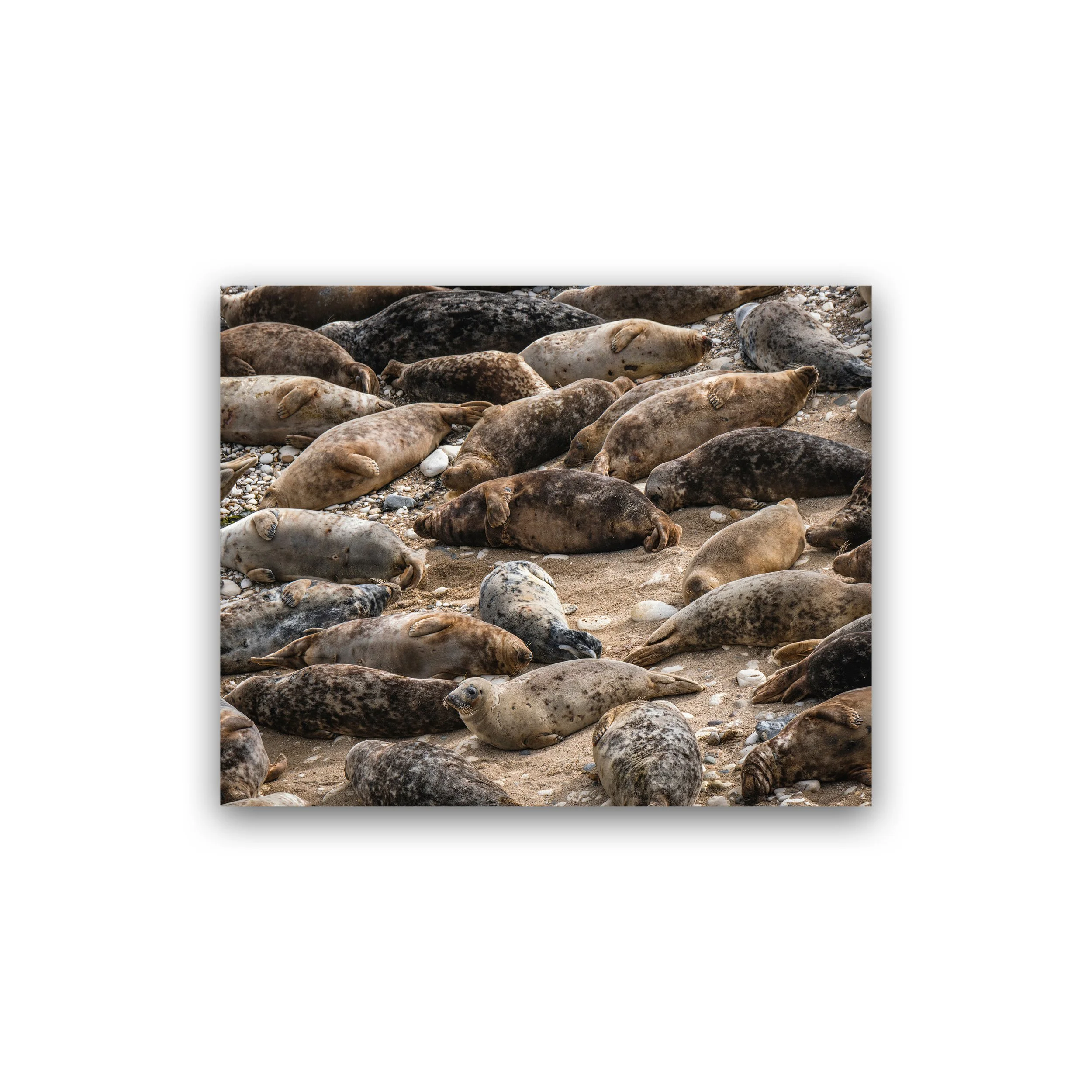 8x10 - Resting Seals Of Flamborough Head Premium Wall Art Print.jpg