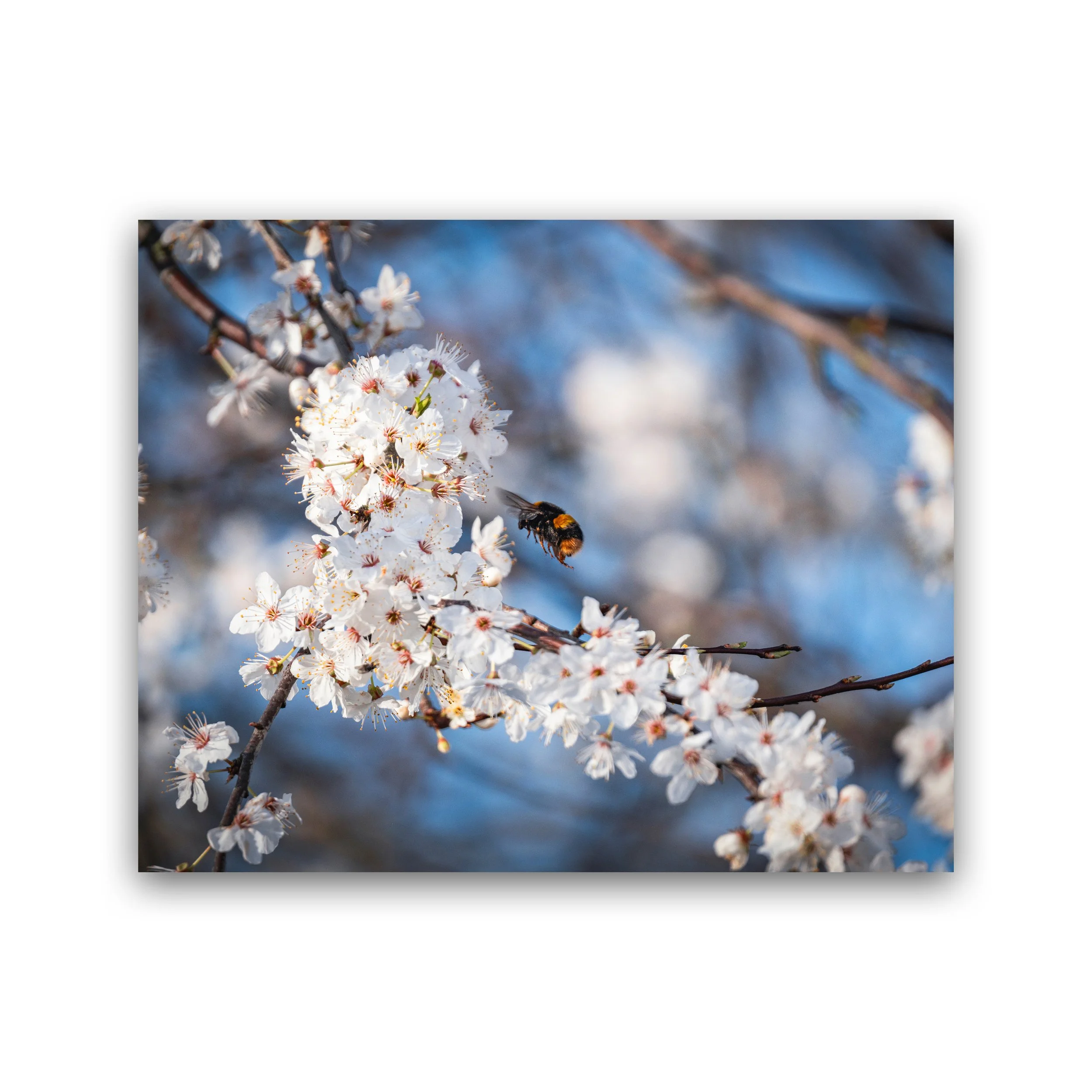 Bee Collecting Pollen On Blossom Premium Wall Art Print