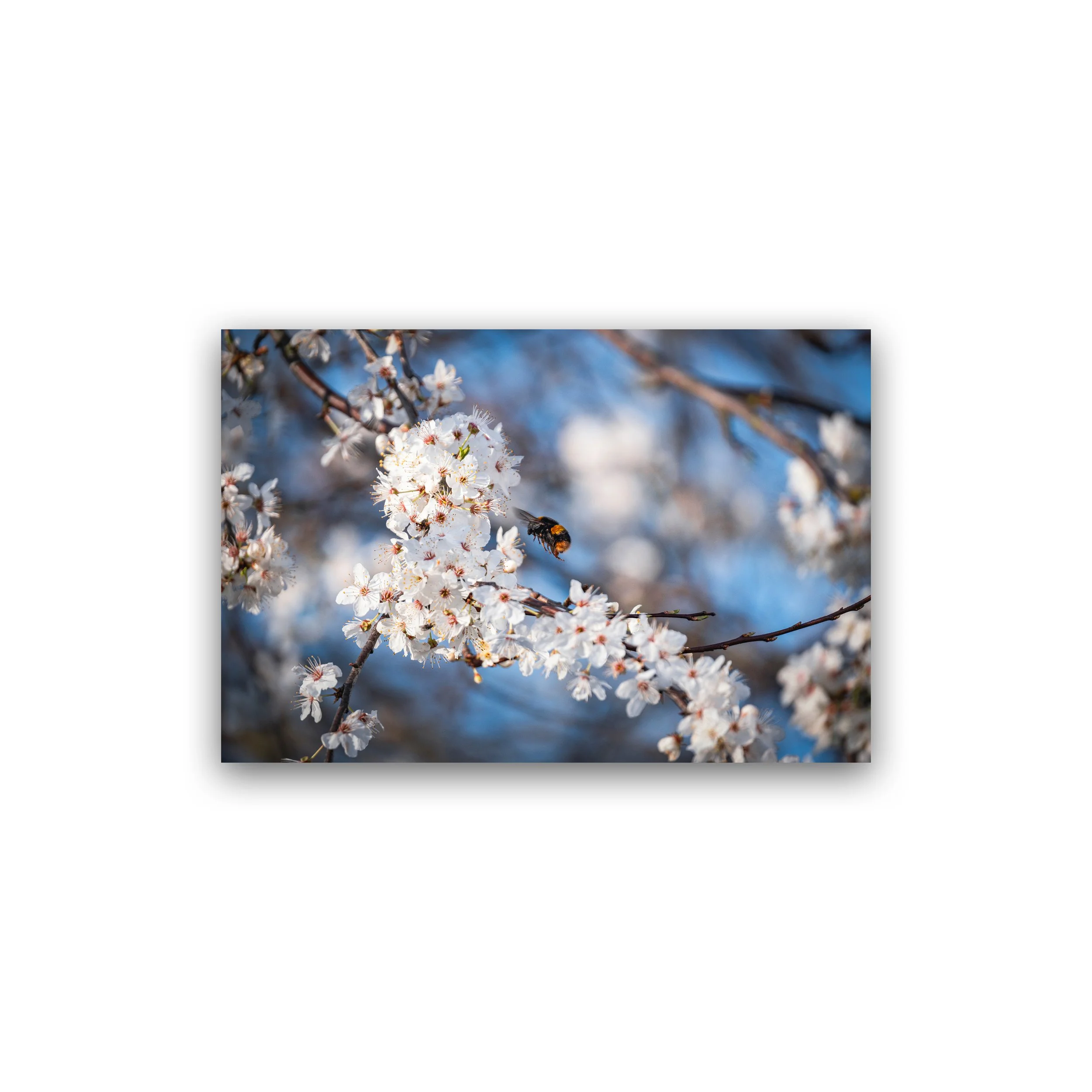 Bee Collecting Pollen On Blossom Premium Wall Art Print