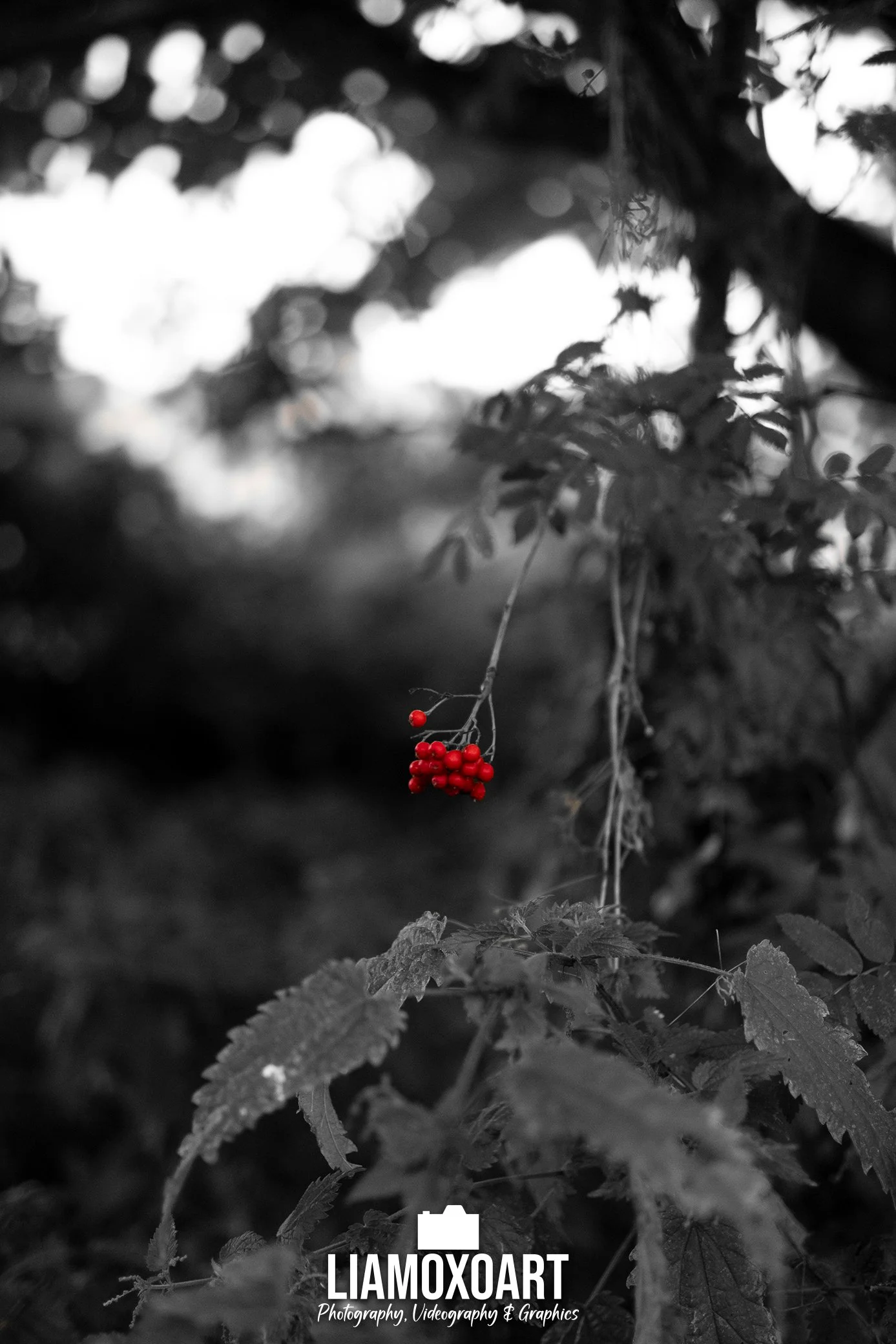 Black and white photo of leaves and branches with a few red berries hanging from a branch, with the LIAMOXART logo at the bottom.