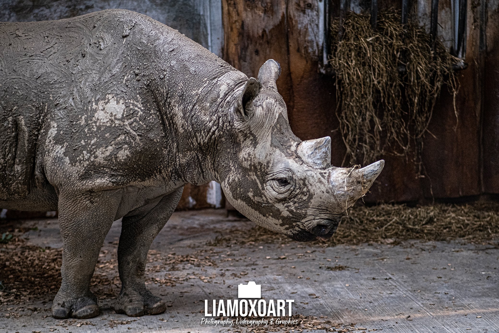 A large gray rhinoceros standing in an enclosure with dirt ground, some straw, and a barn-like structure with hay in the background.