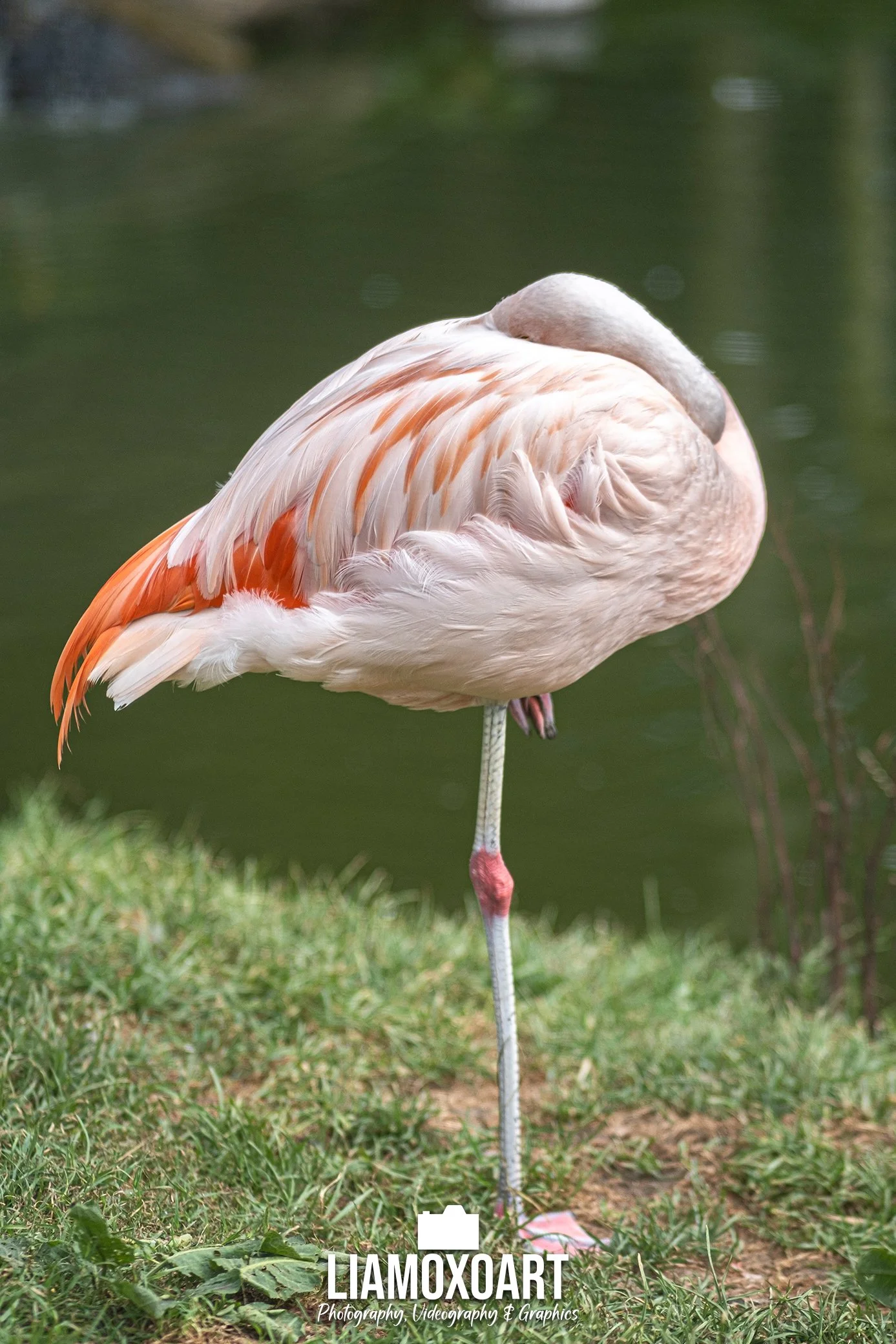 A flamingo standing on one leg on green grass near a body of water.