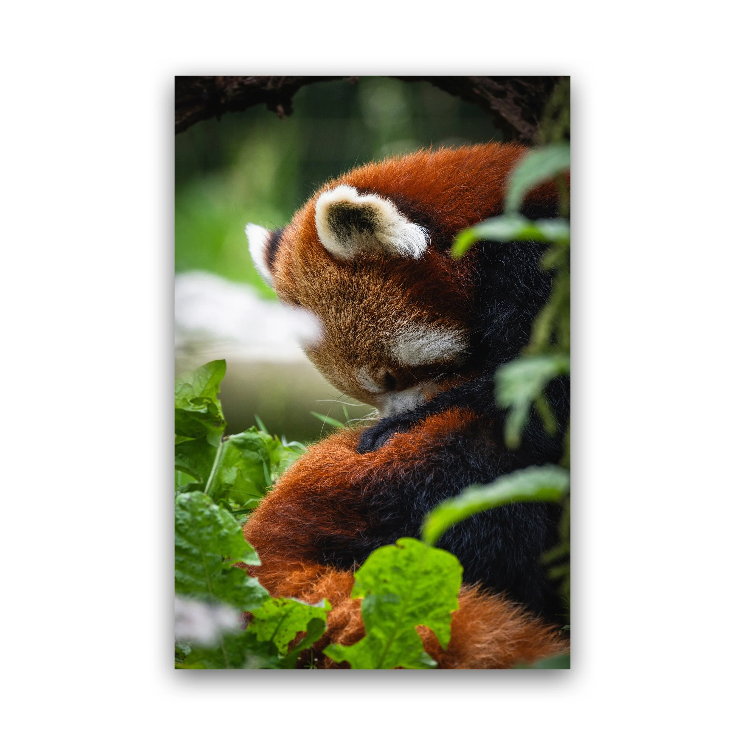 Sleeping Red Panda In Gentle Stillness Premium Wall Art Print