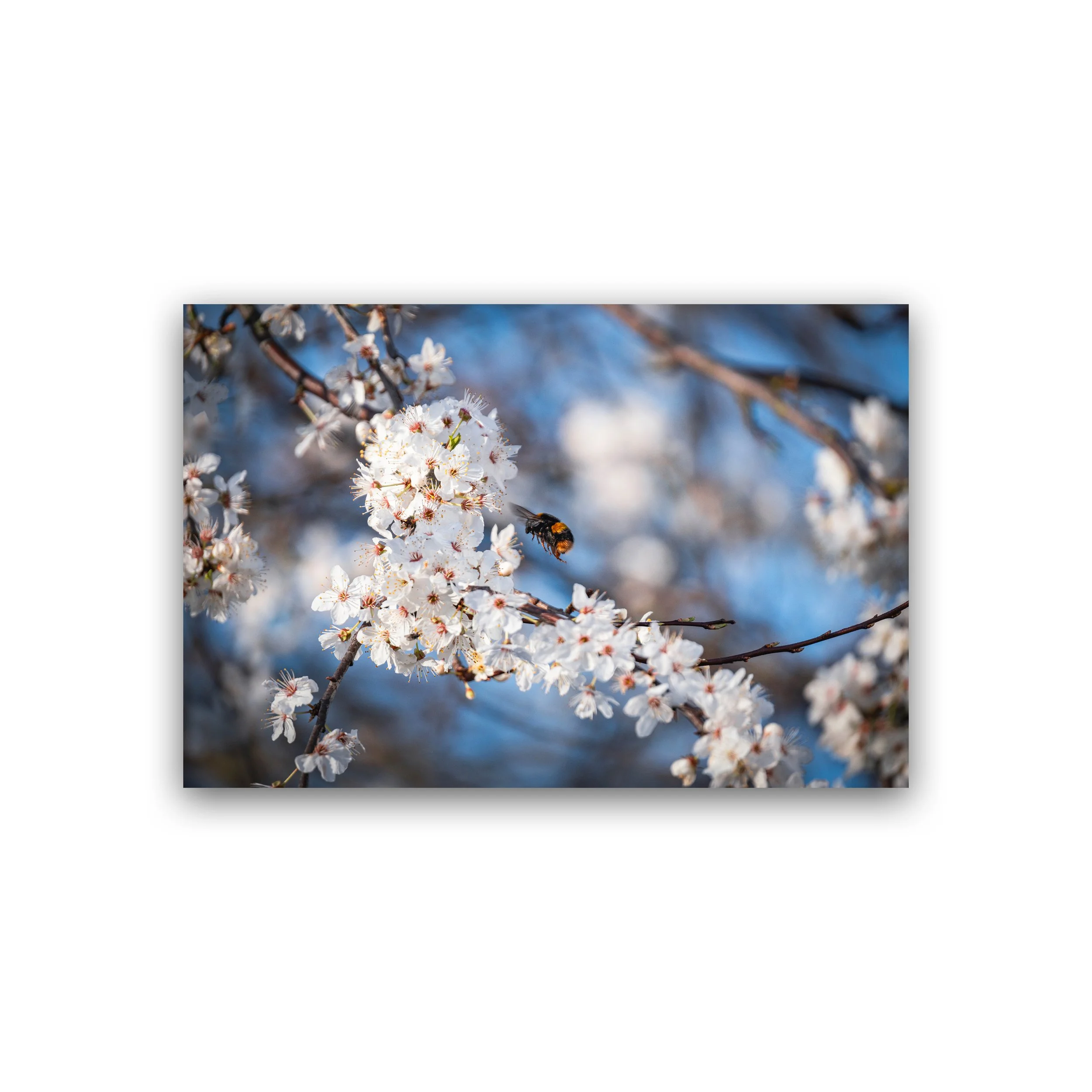 Bee Collecting Pollen On Blossom Premium Wall Art Print
