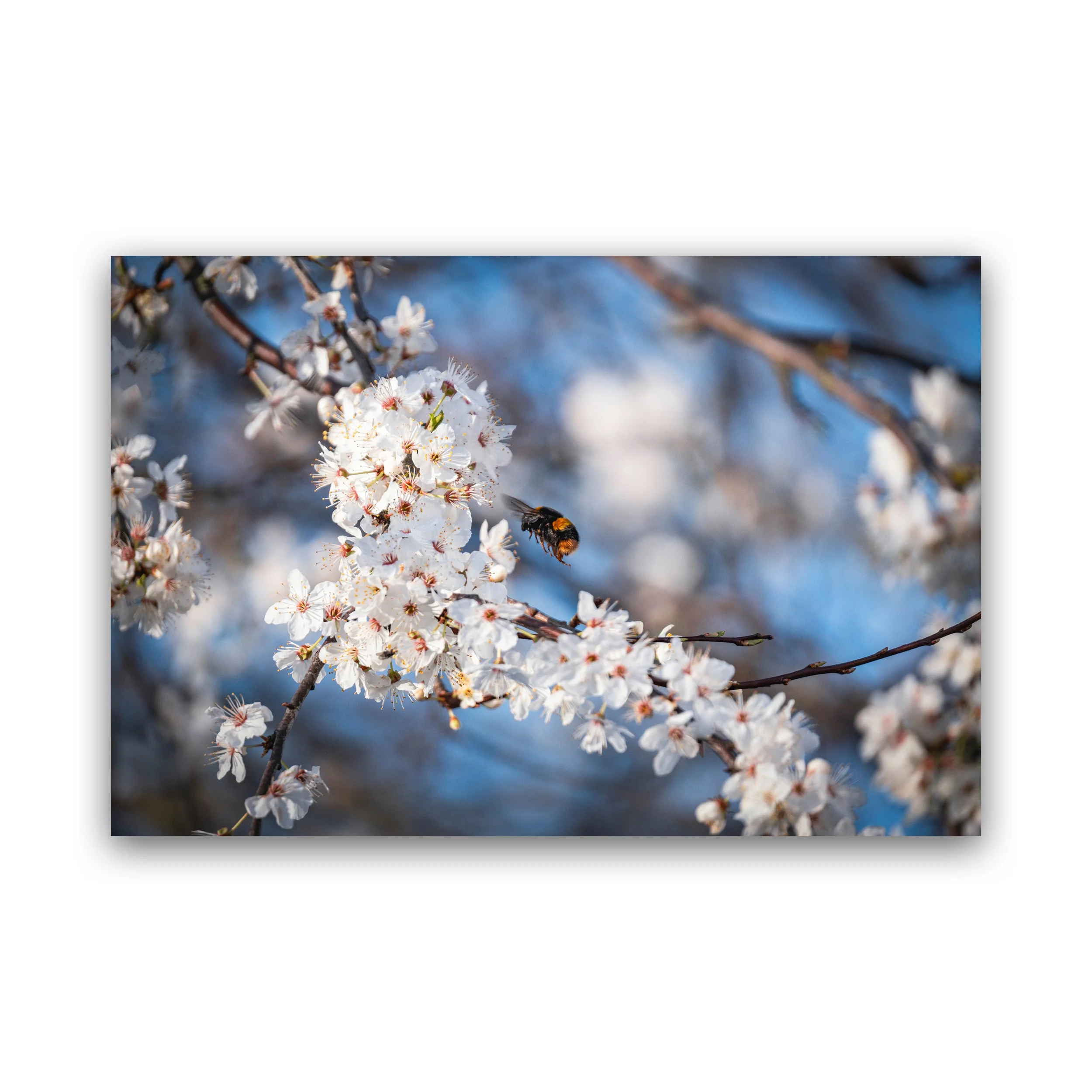 Bee Collecting Pollen On Blossom Premium Wall Art Print
