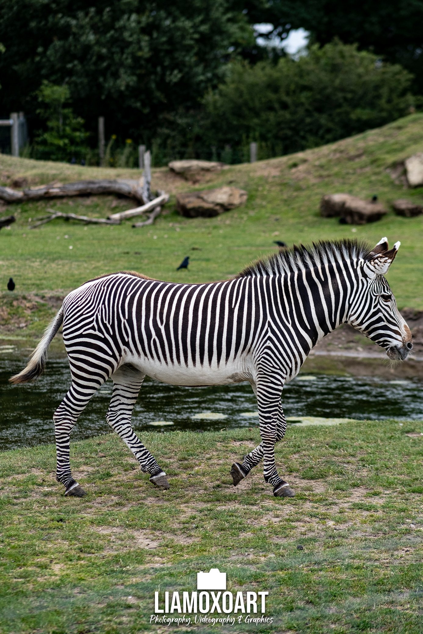 A zebra walks near a body of water in a grassy area with rocks and trees in the background.