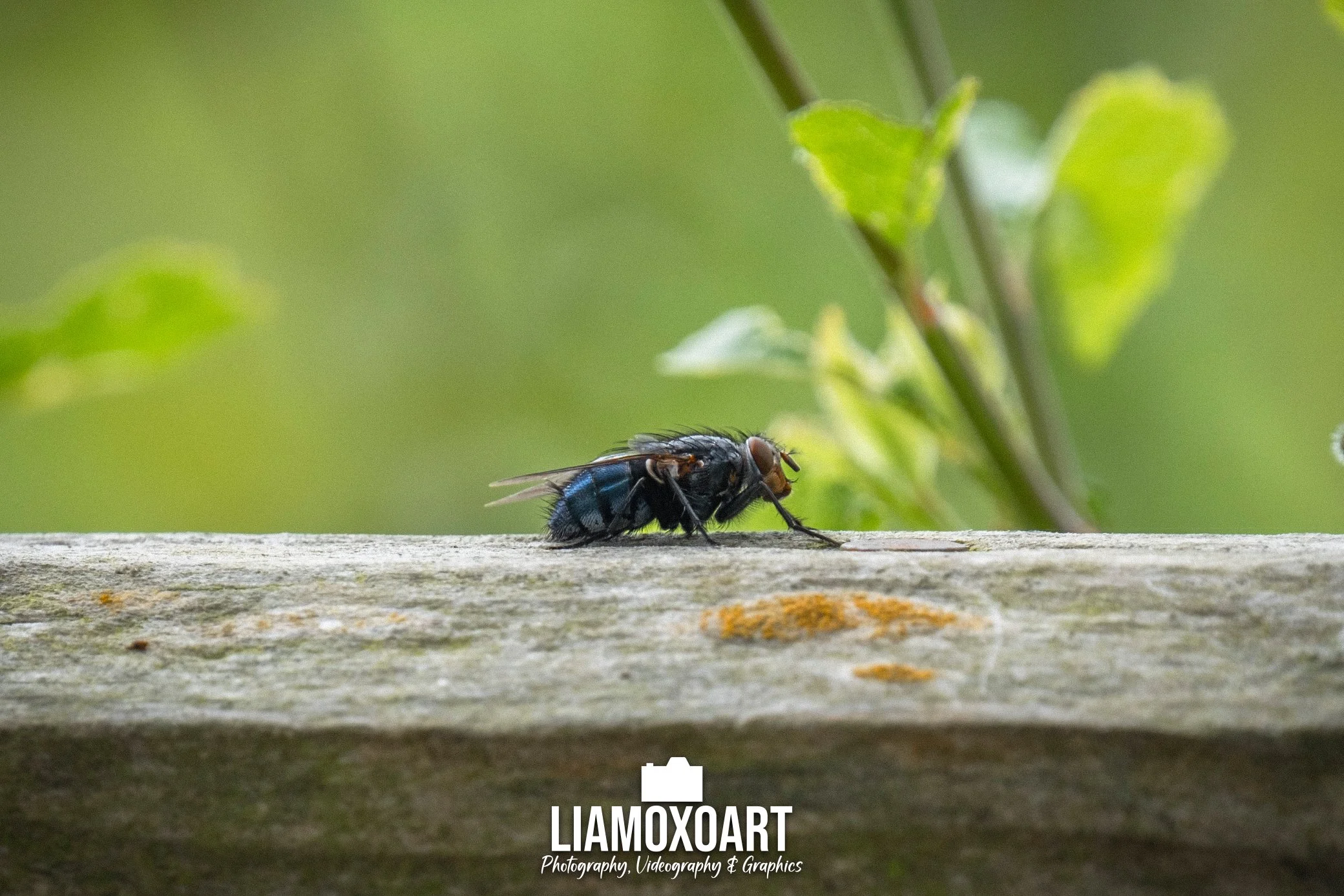 Close-up of a black fly with red eyes resting on a weathered wooden surface with a blurred green background