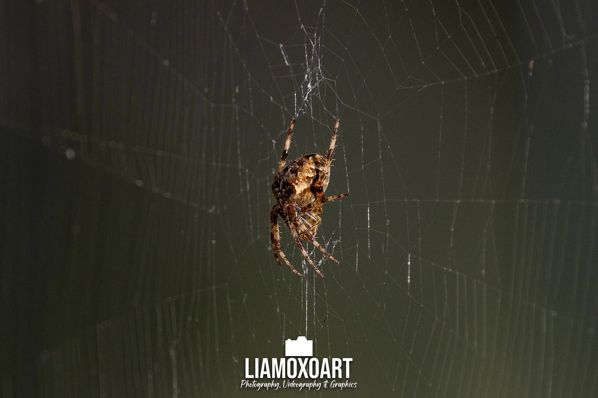 A close-up of a spider wrapping its prey in an intricate web against a dark background.