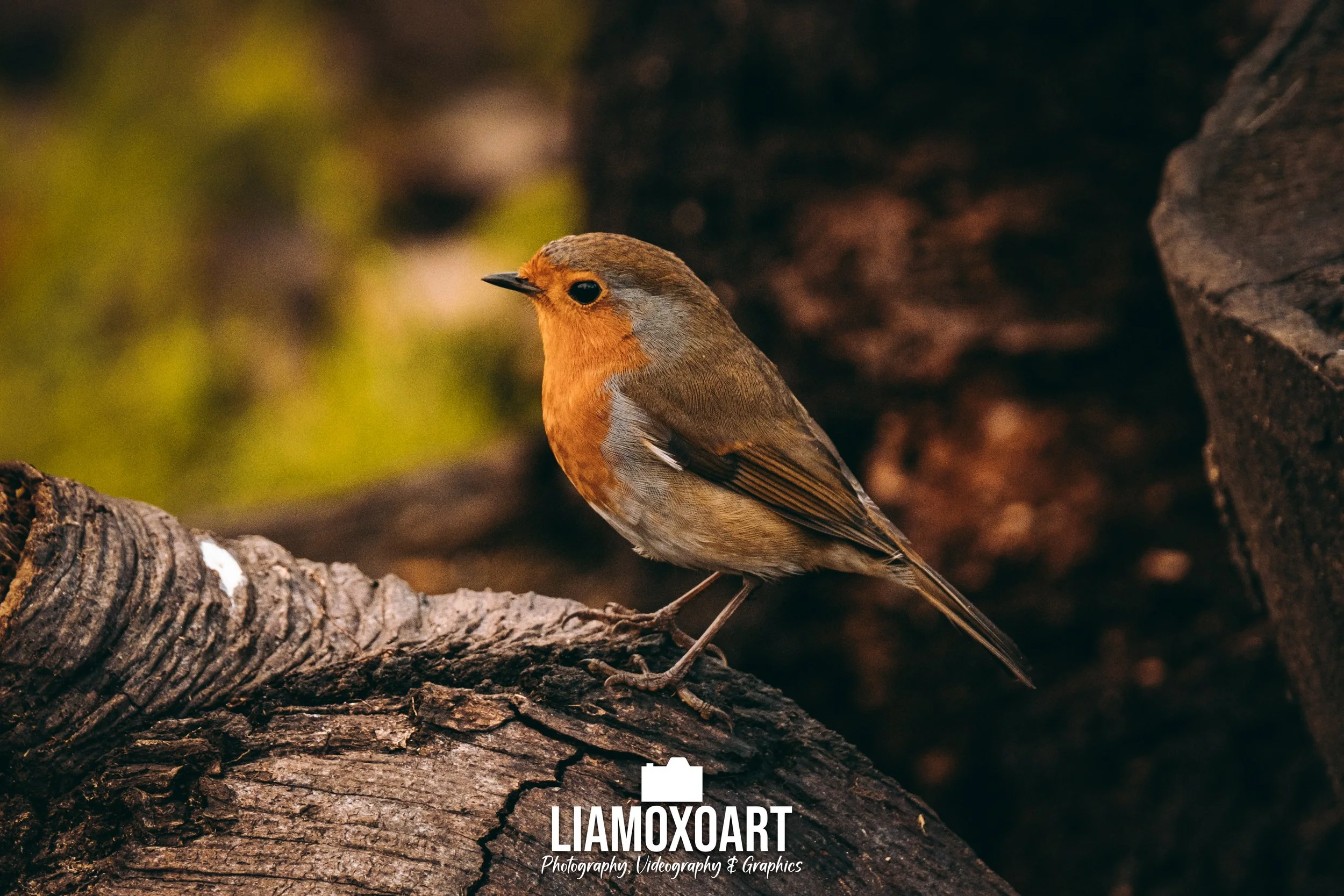 A small brown bird with an orange face and grayish body perched on a log in a natural setting.