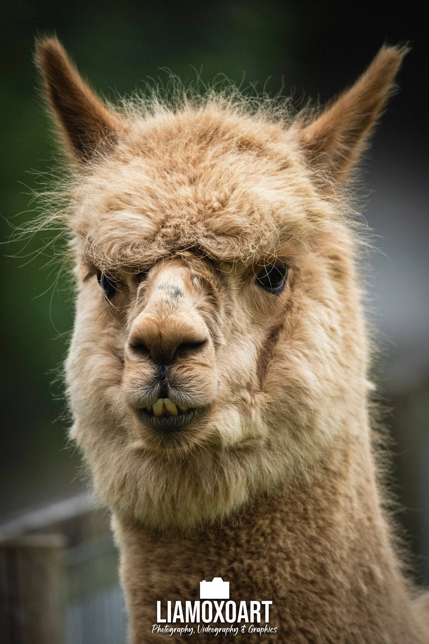 Close-up of a llama's face with a playful expression, showing its mouth slightly open and teeth visible.